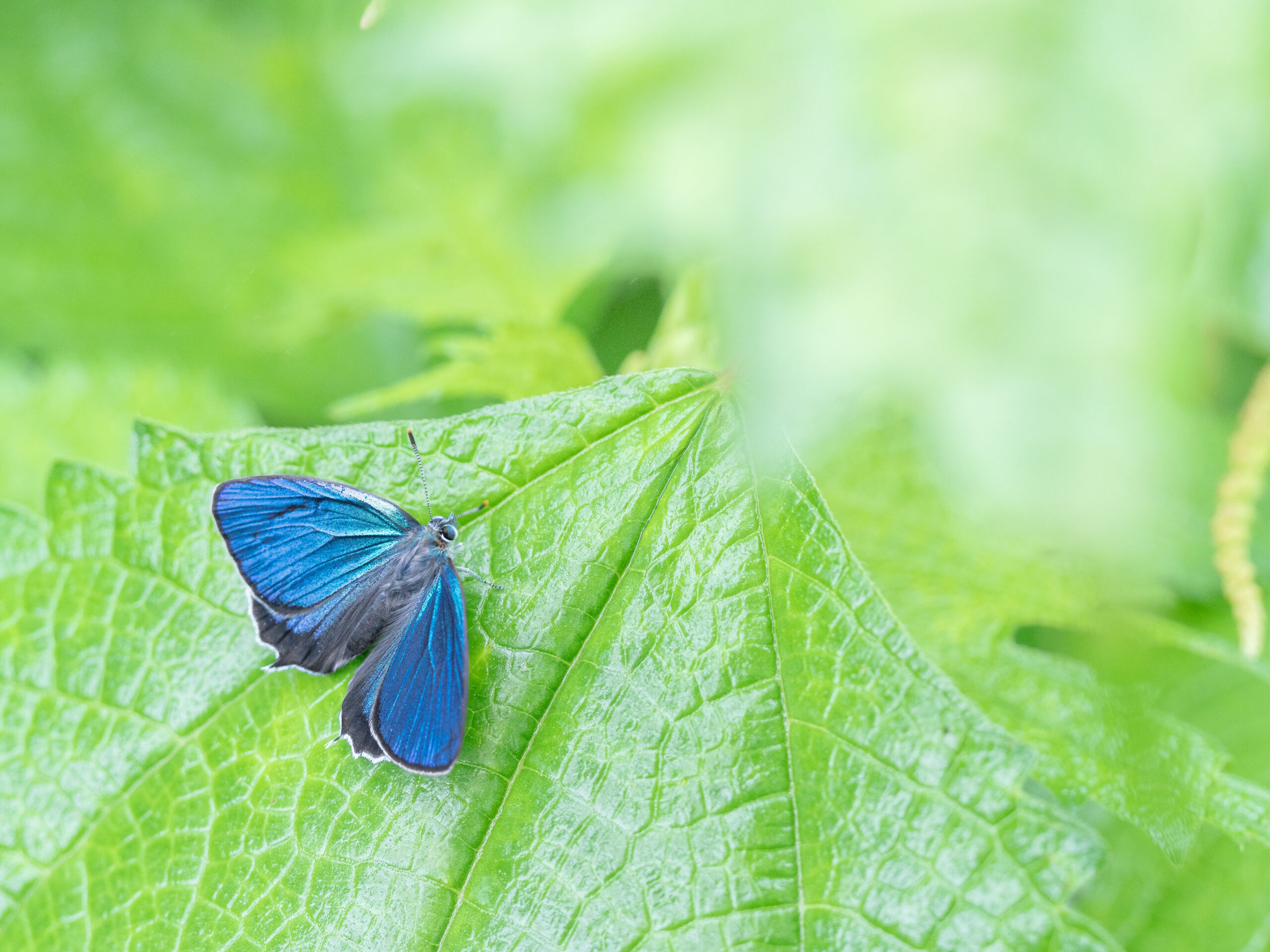 ウラジロミドリシジミ-Favonius saphirinus