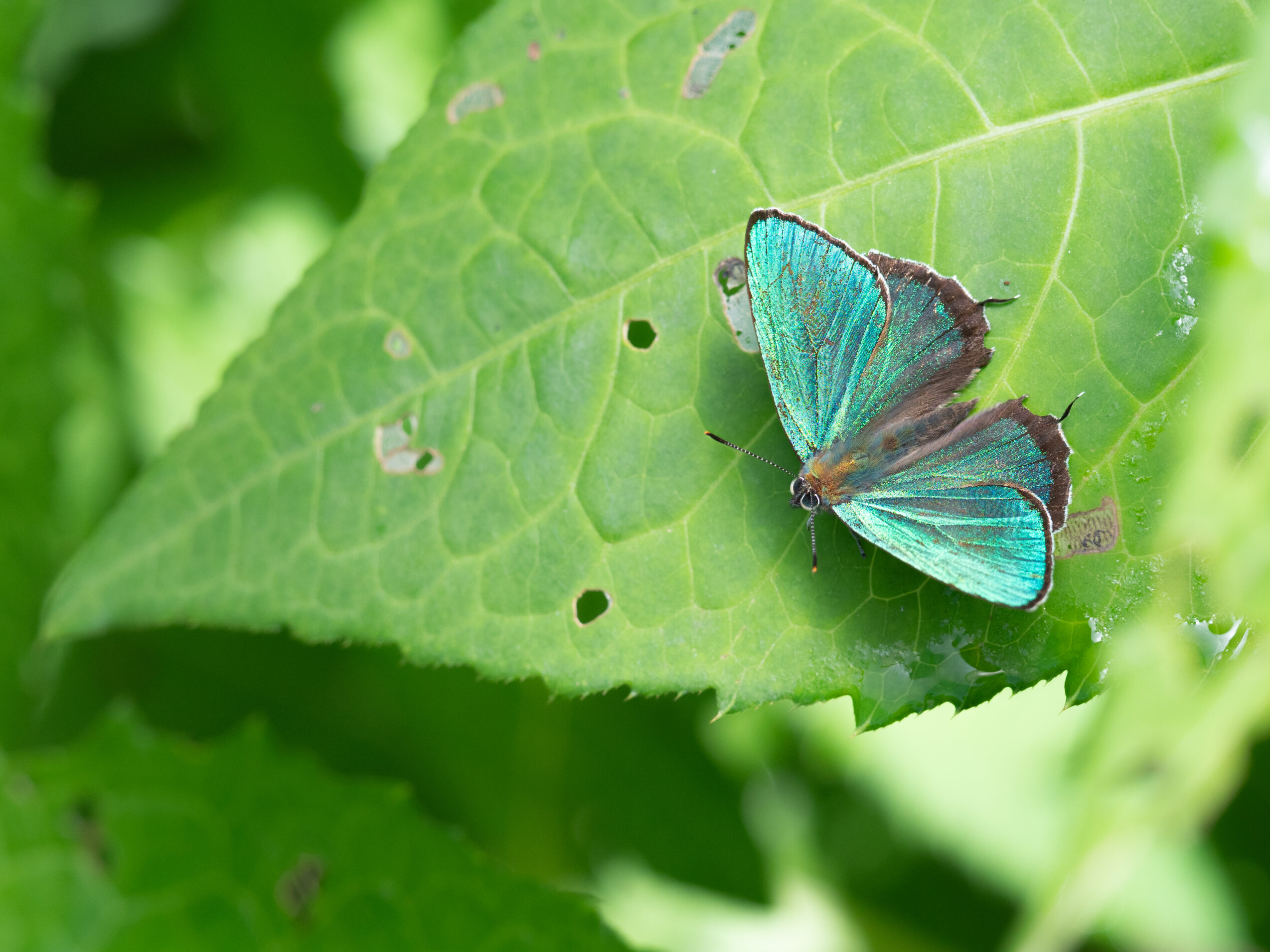 アイノミドリシジミ-Chrysozephyrus brillantinus