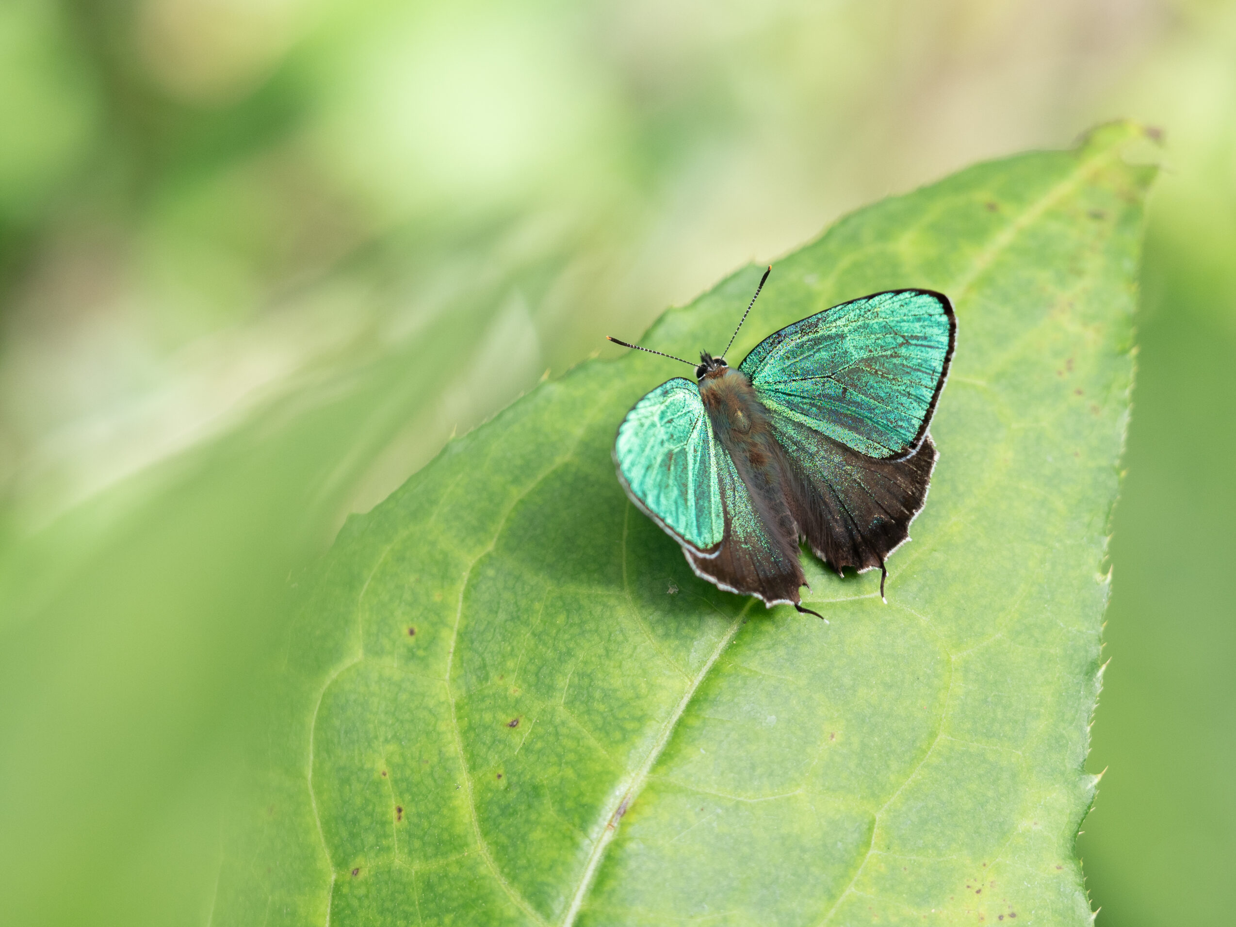 アイノミドリシジミ-Chrysozephyrus brillantinus