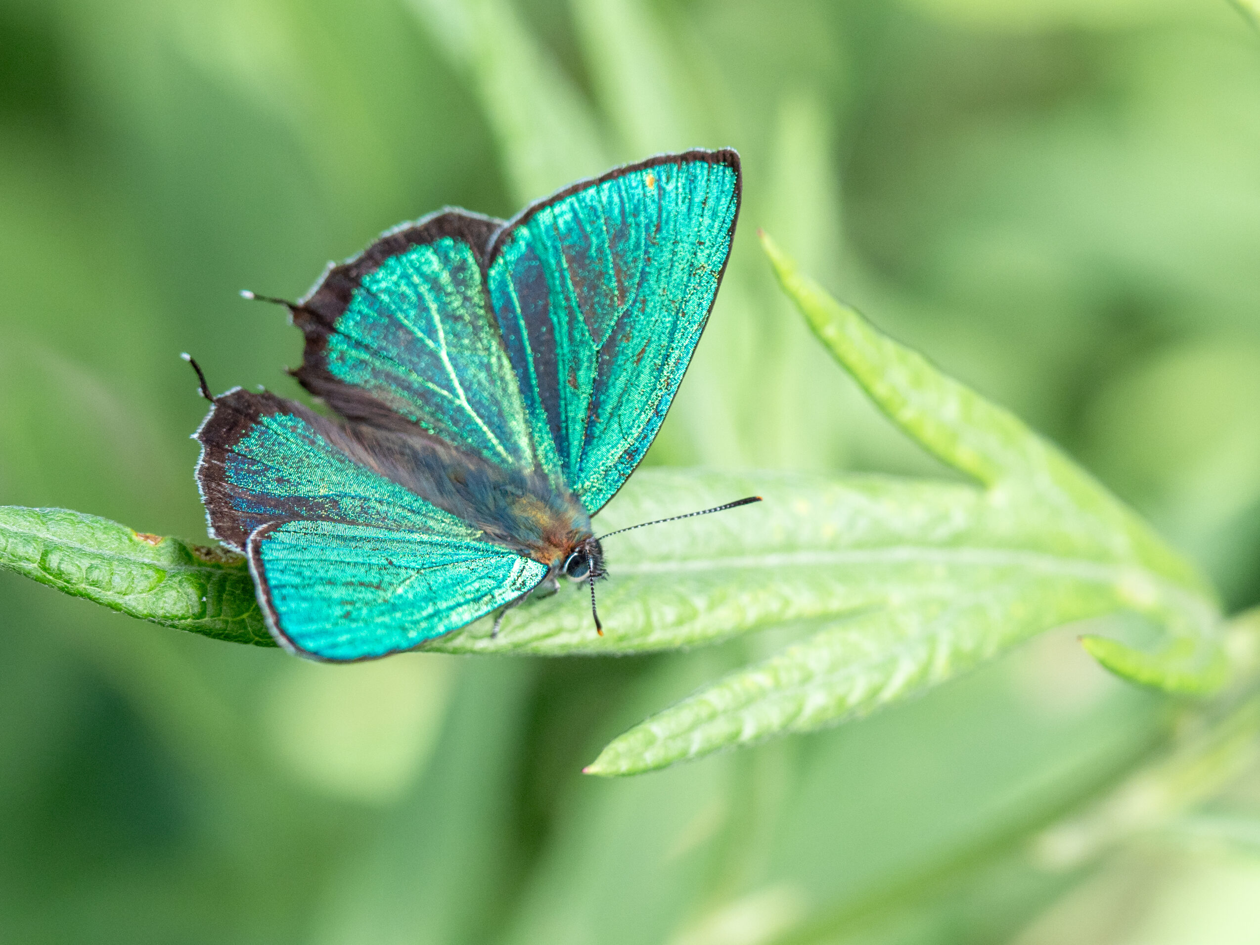 アイノミドリシジミ-Chrysozephyrus brillantinus