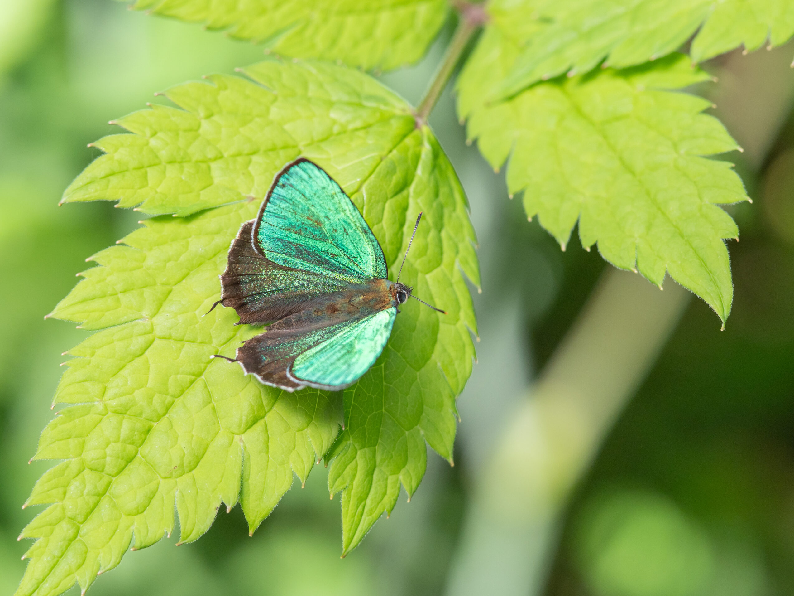 アイノミドリシジミ-Chrysozephyrus brillantinus