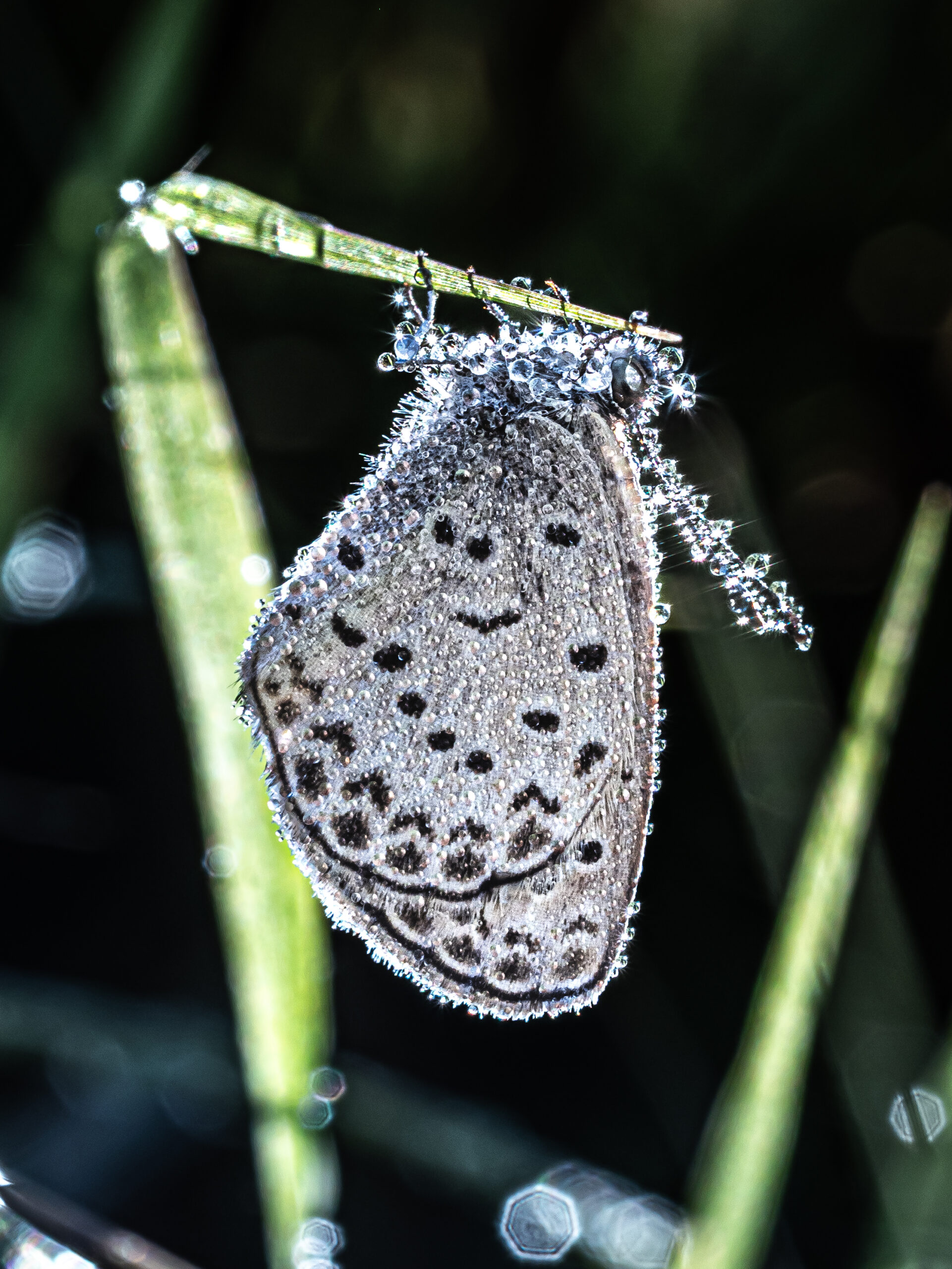 ヤマトシジミーZizeeria maha