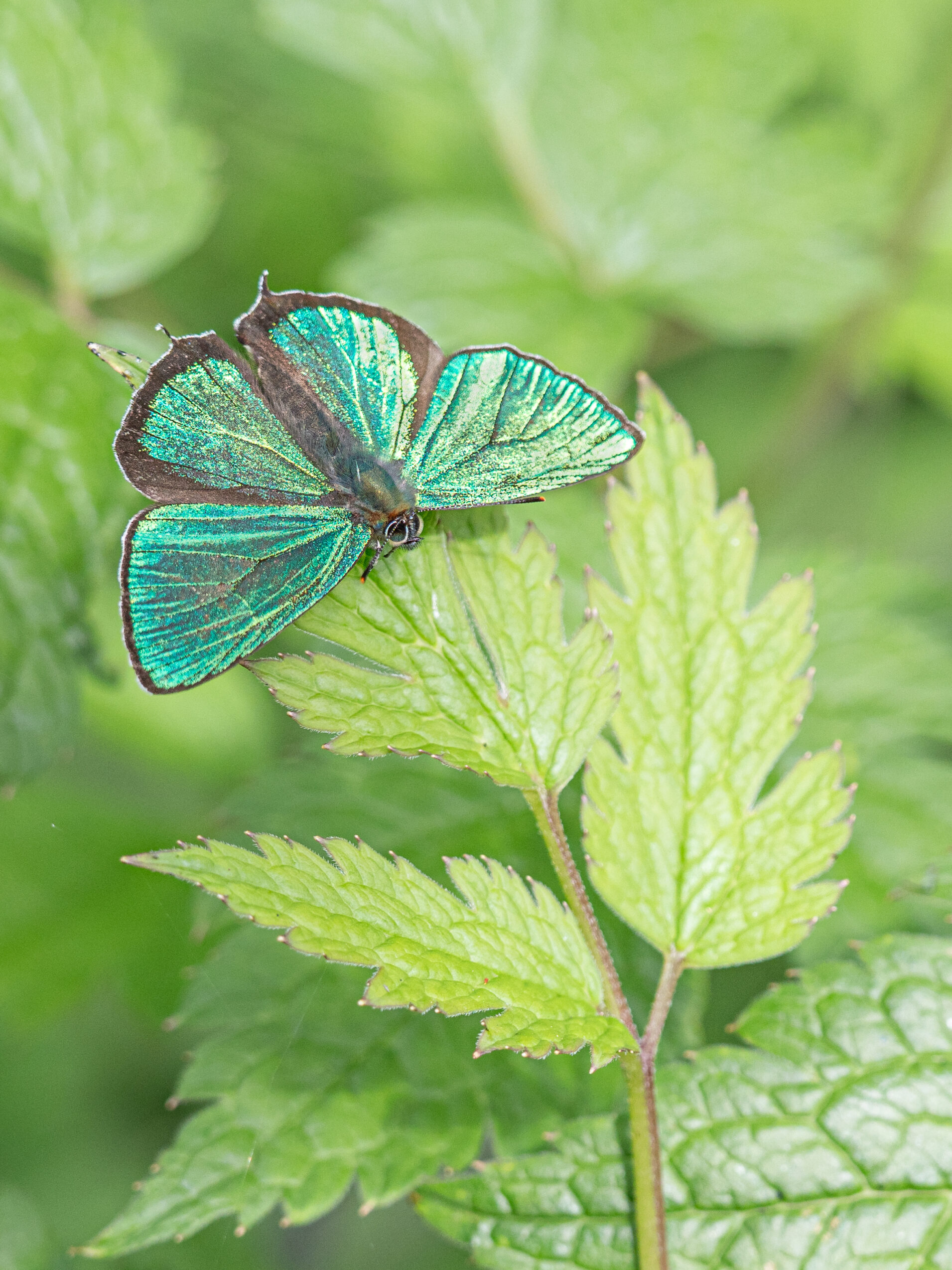 アイノミドリシジミ-Chrysozephyrus brillantinus