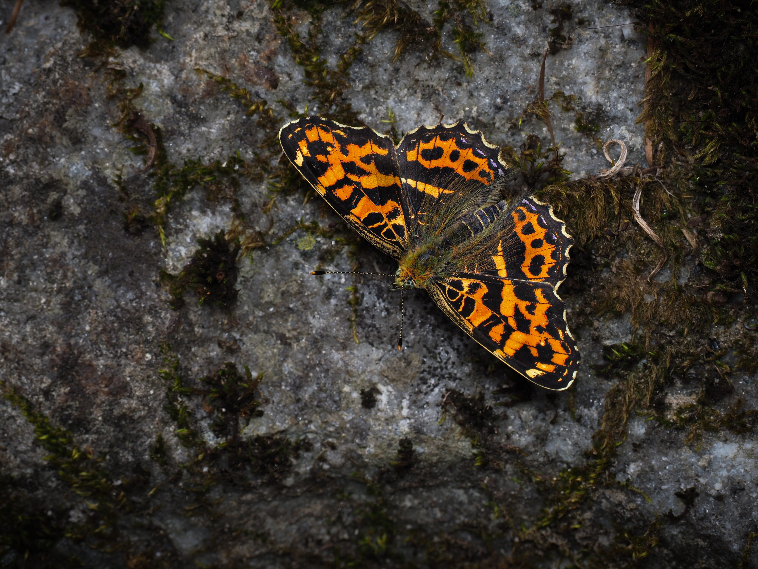 サカハチチョウ-Araschnia burejana