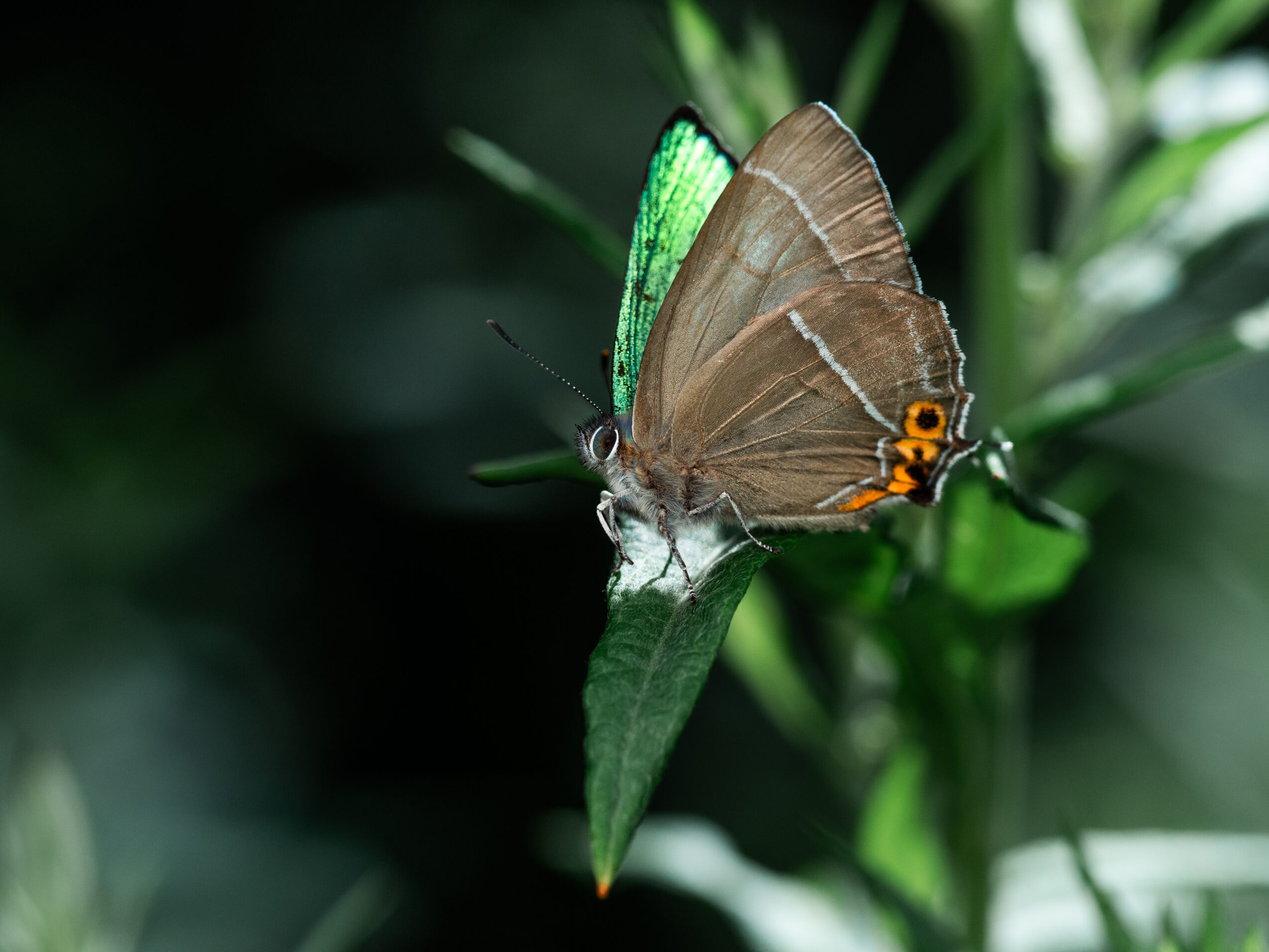 アイノミドリシジミ-Chrysozephyrus brillantinus