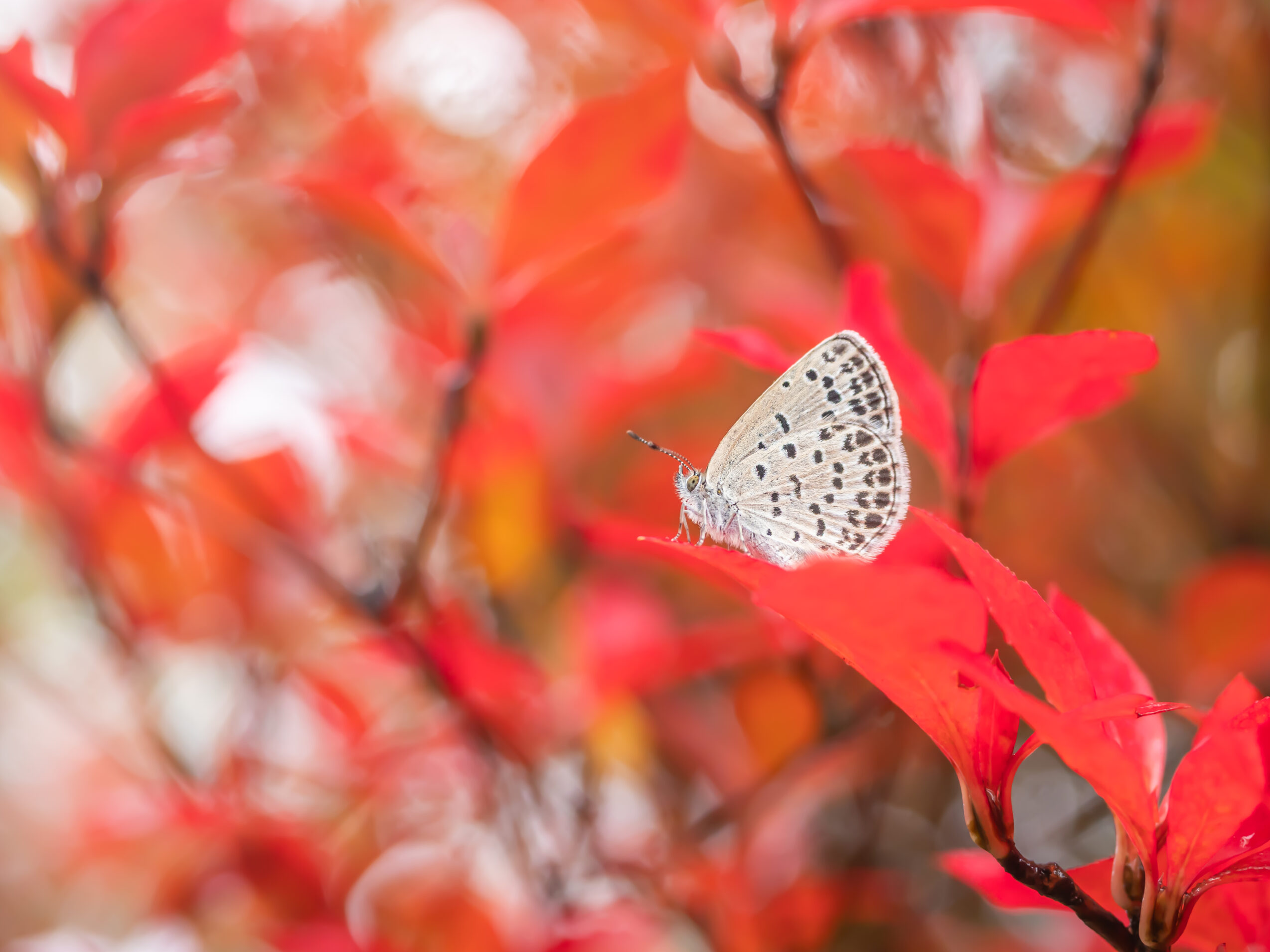 ヤマトシジミーZizeeria maha