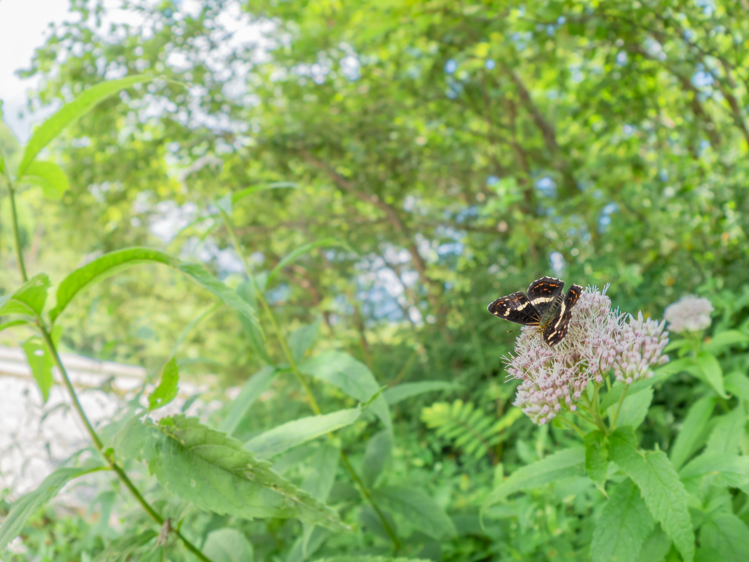 サカハチチョウ-Araschnia burejana