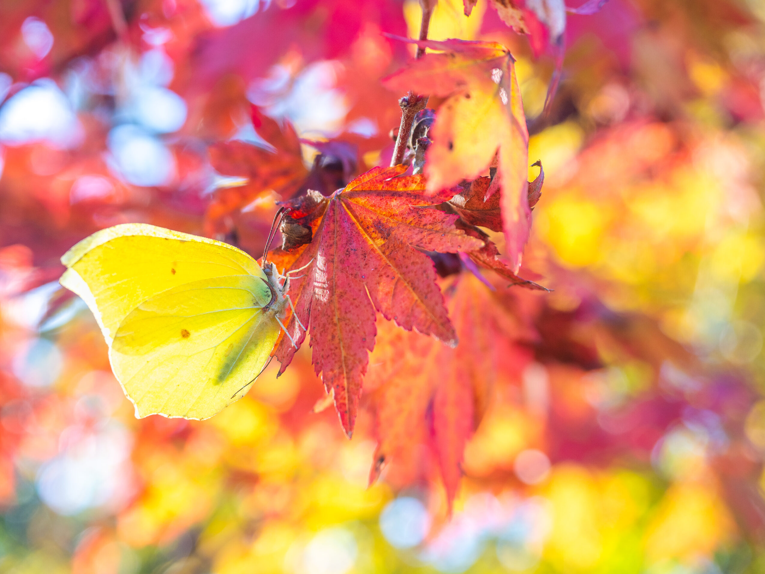 スジボソヤマキチョウ-gonepteryx-aspasia