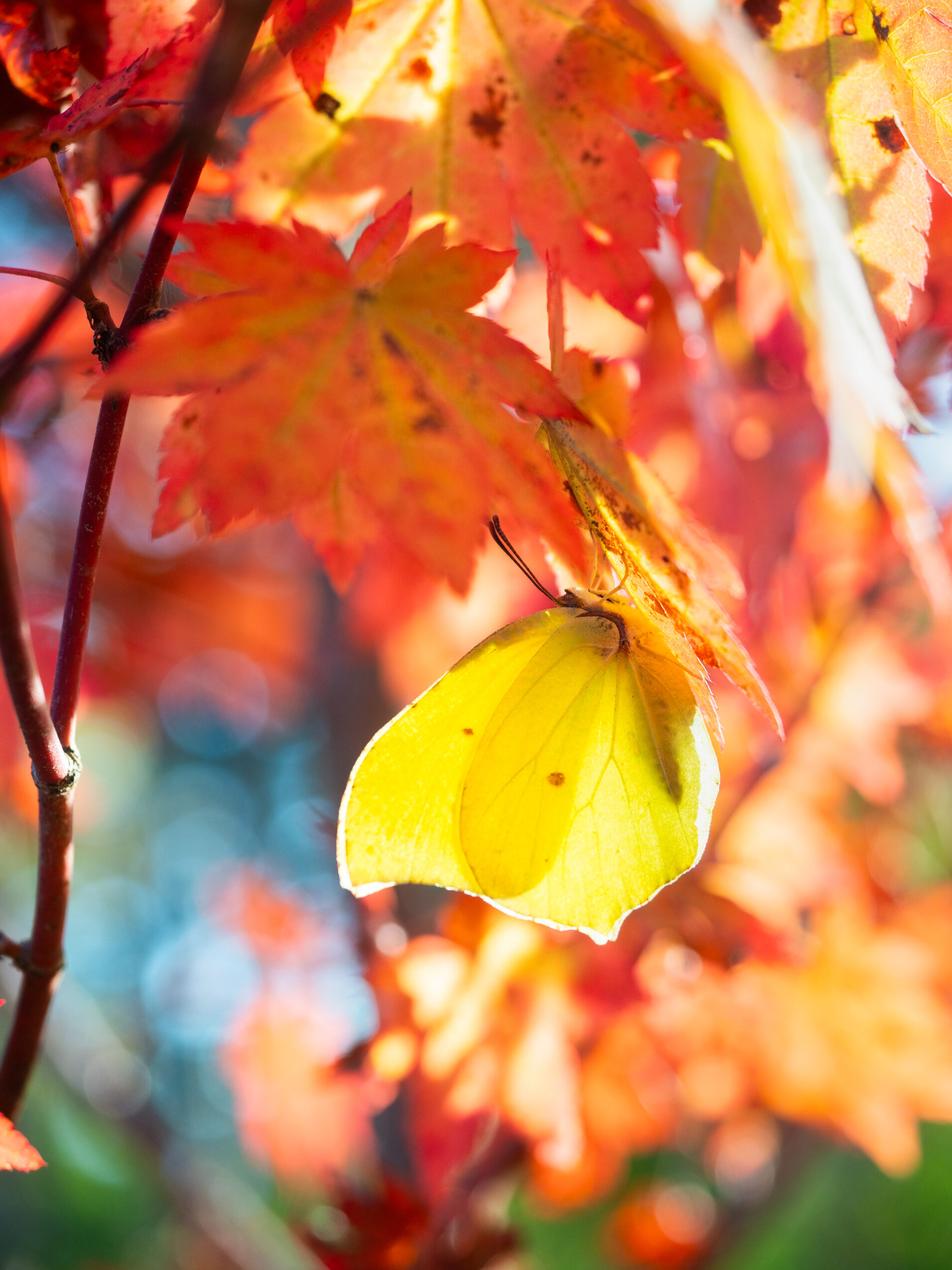 スジボソヤマキチョウ-gonepteryx-aspasia