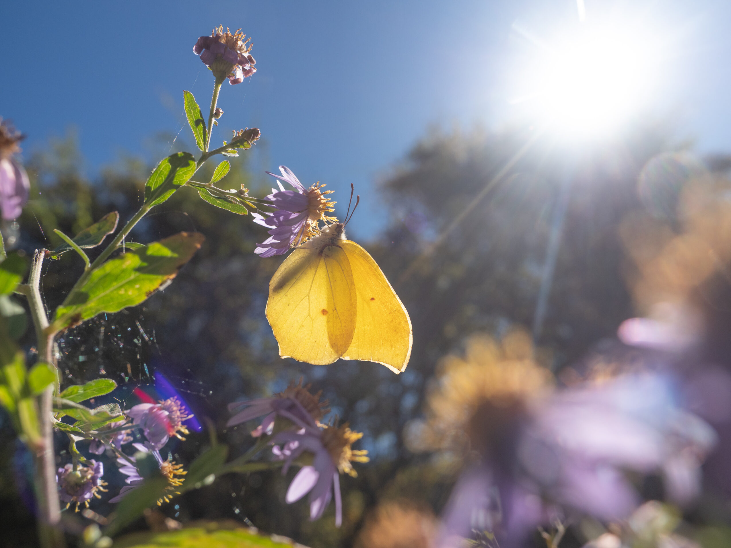 スジボソヤマキチョウ-gonepteryx-aspasia