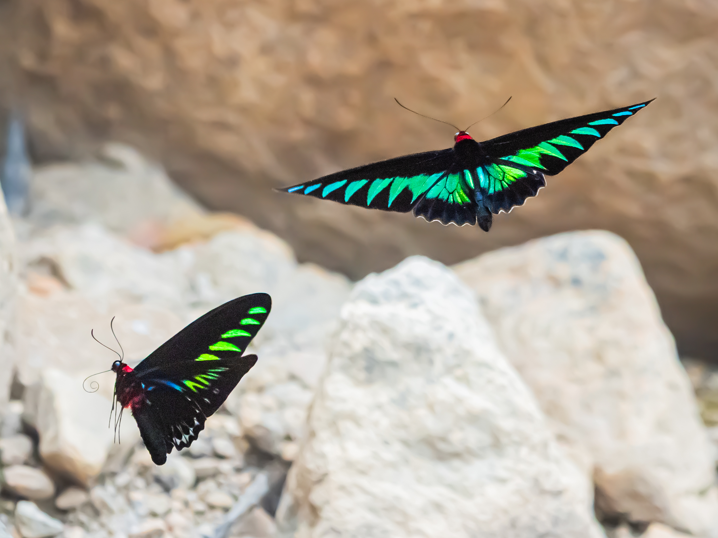 アカエリトリバネアゲハ-Trogonoptera brookiana