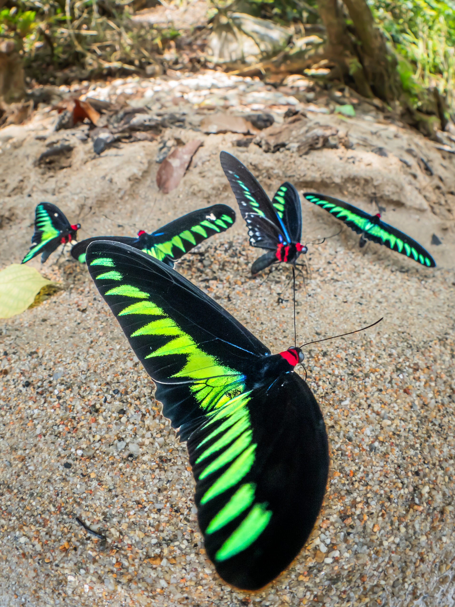 アカエリトリバネアゲハ-Trogonoptera brookiana