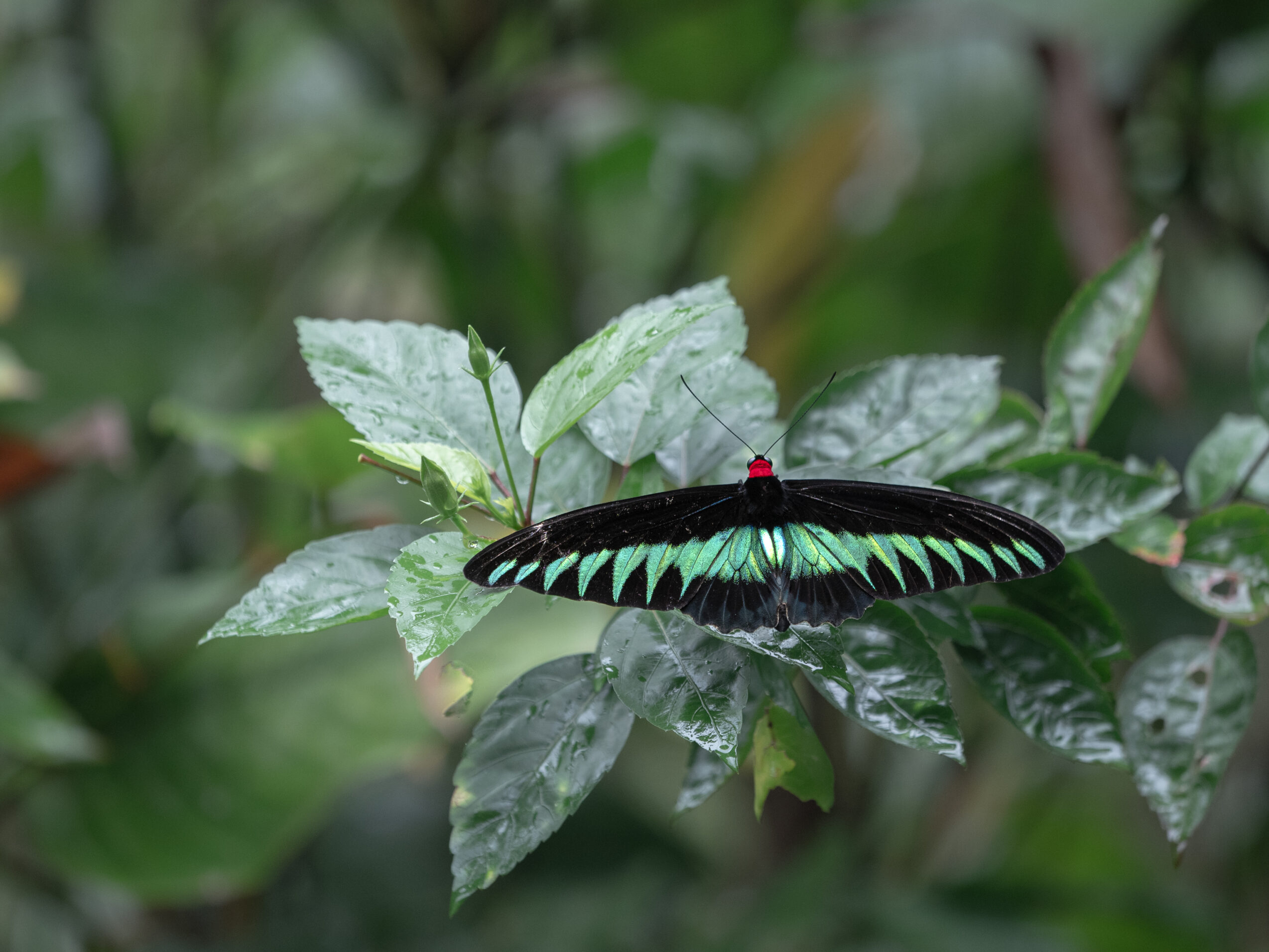 アカエリトリバネアゲハ-Trogonoptera brookiana