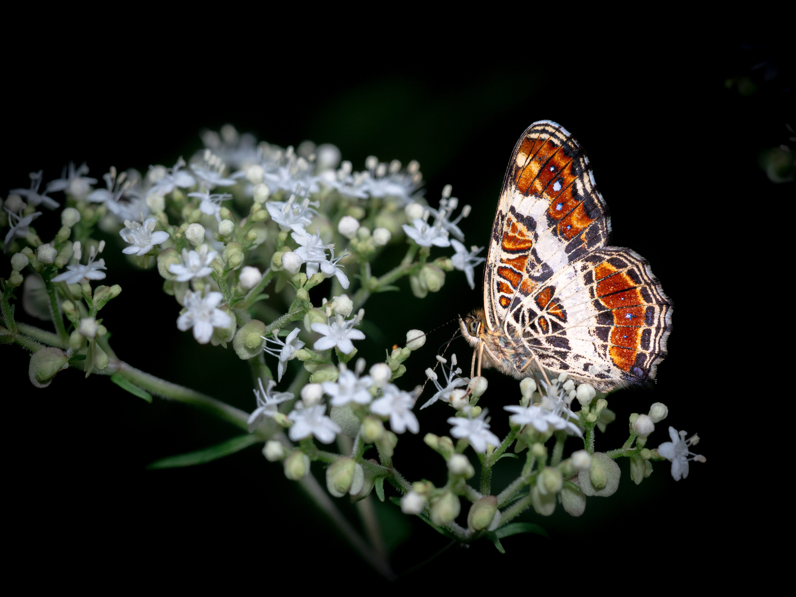 サカハチチョウ-Araschnia burejana