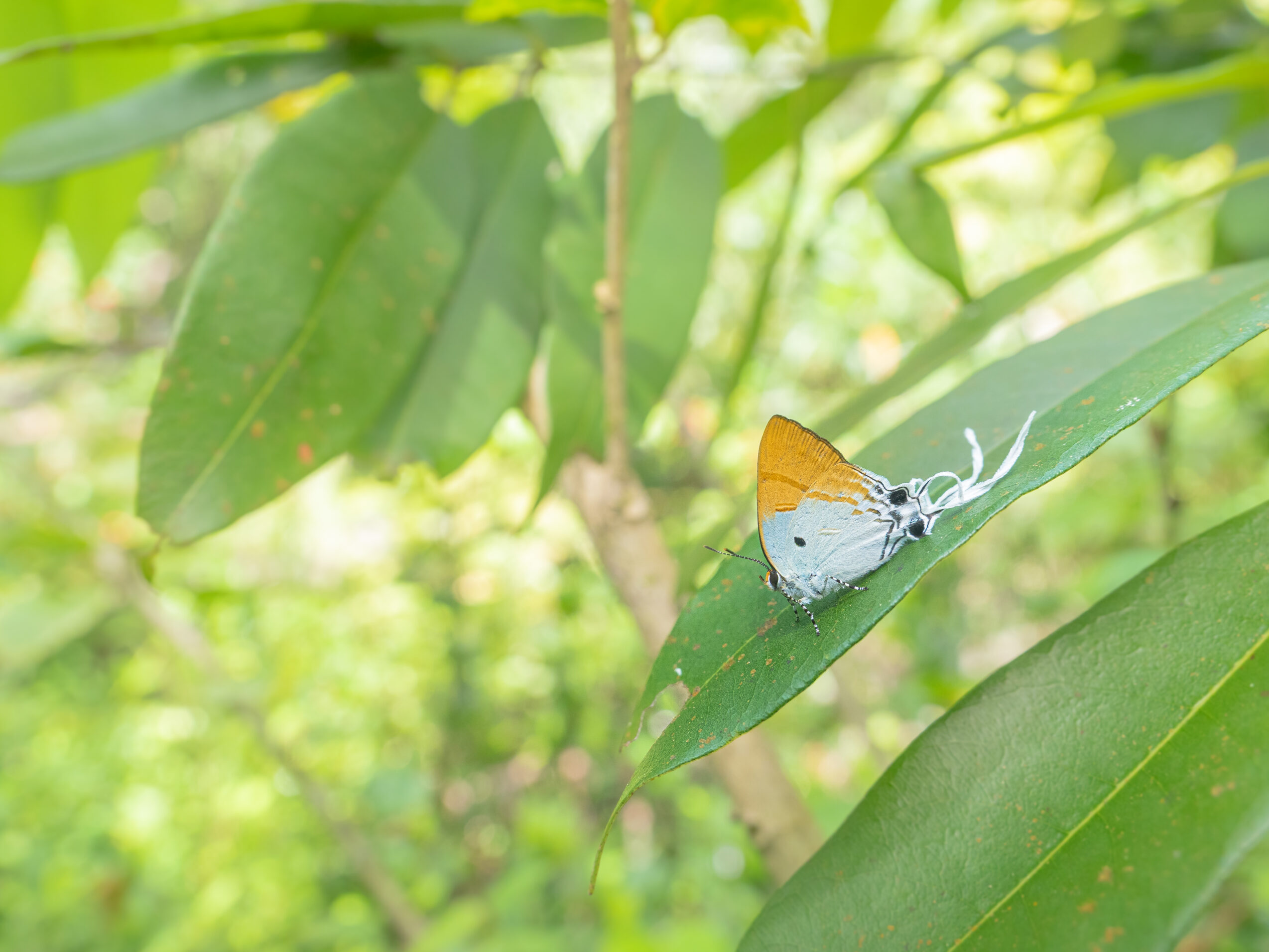 スソビキフタオルリシジミ-Hypolycaena amasa