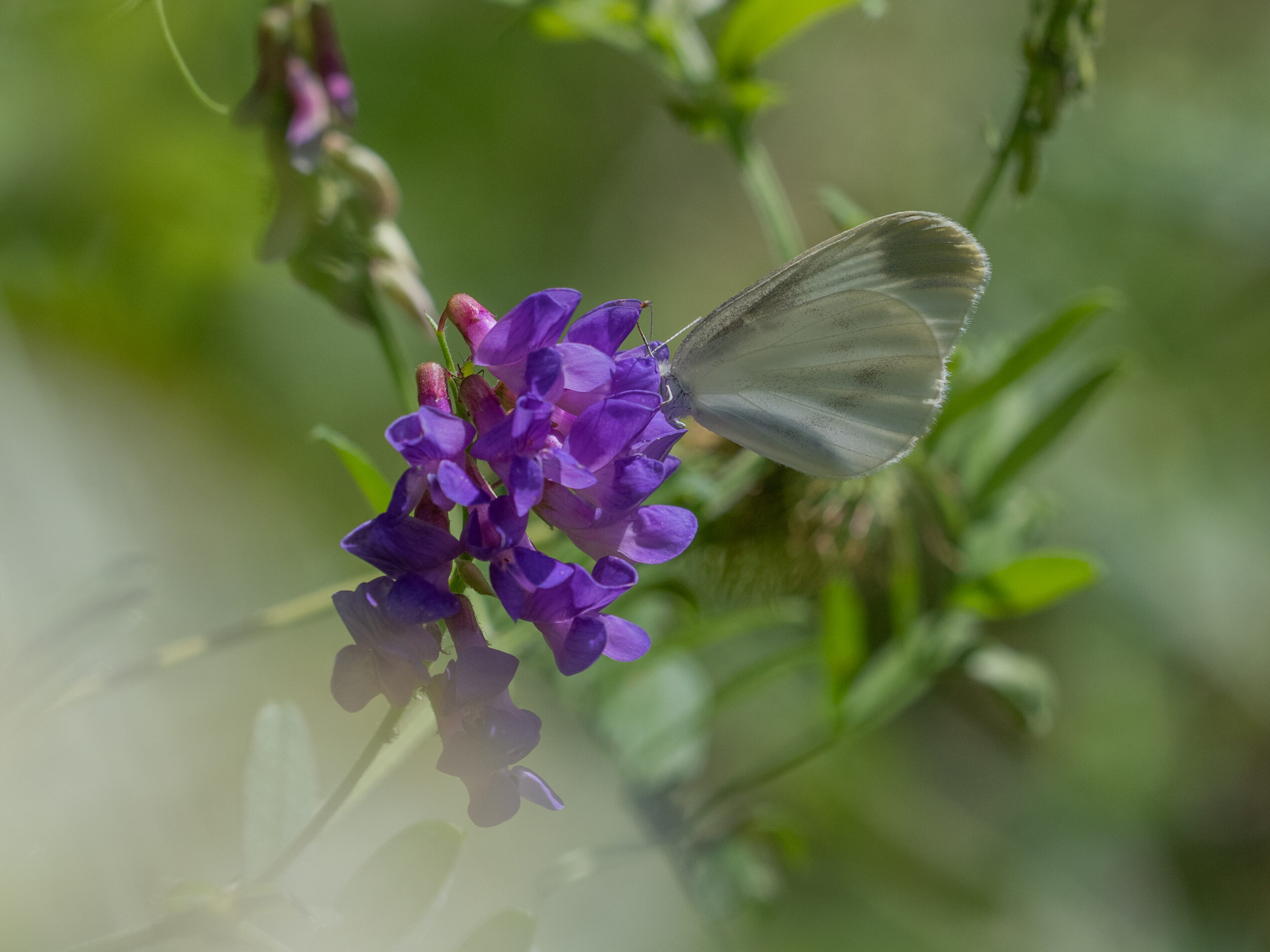 ツルフジバカマで吸蜜するヒメシロチョウ