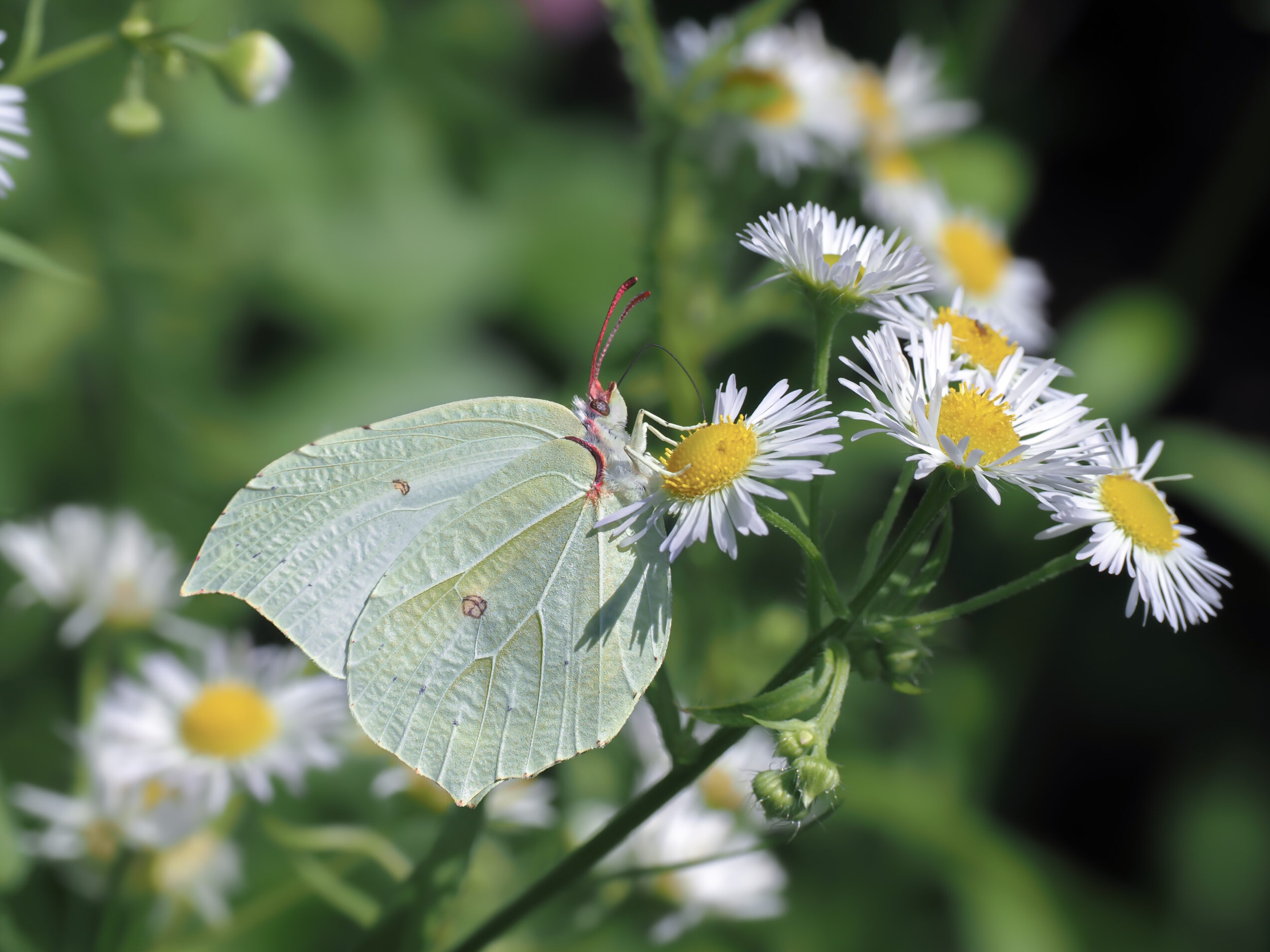 スジボソヤマキチョウ-gonepteryx-aspasia