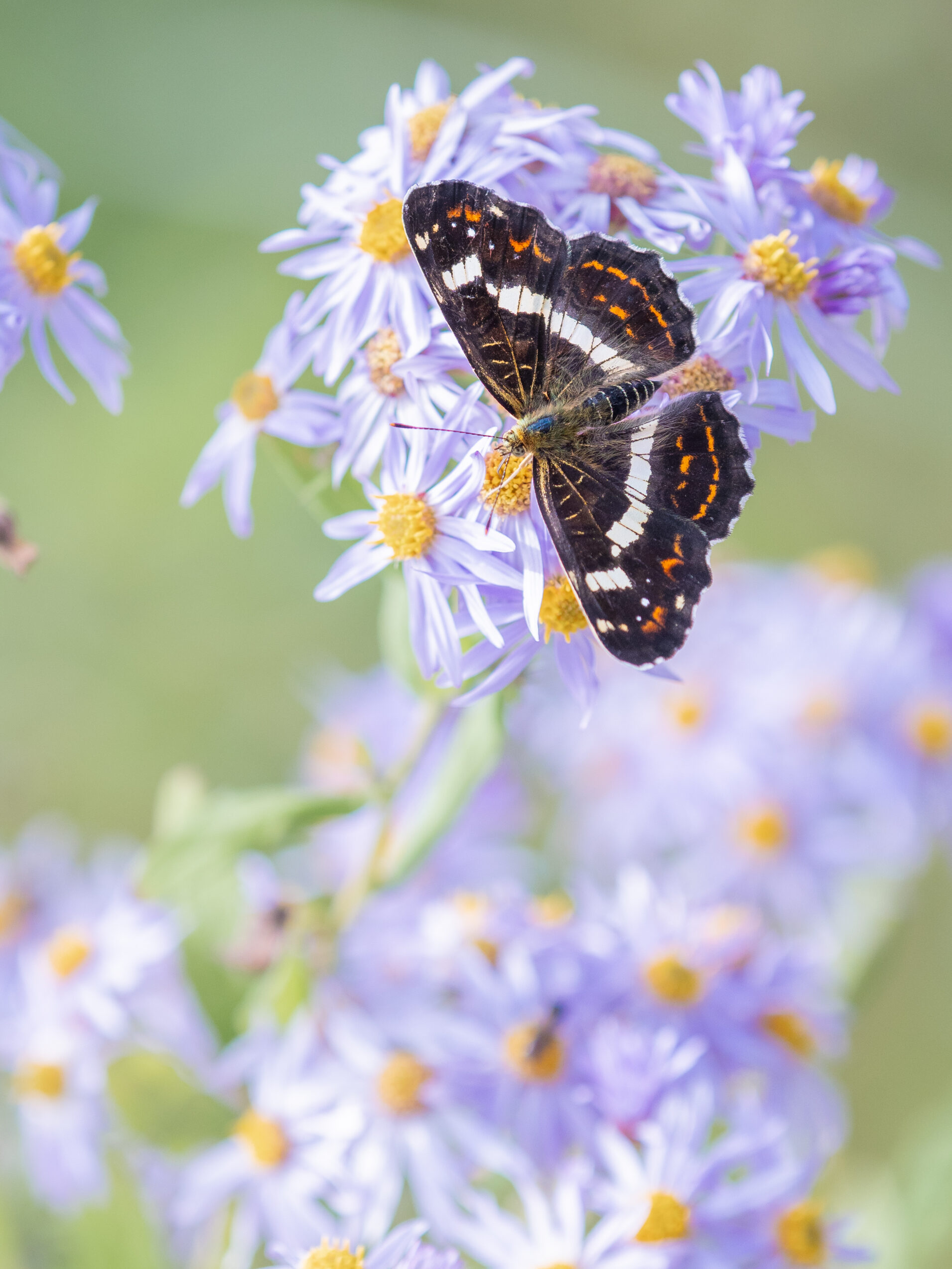 サカハチチョウ-Araschnia burejana