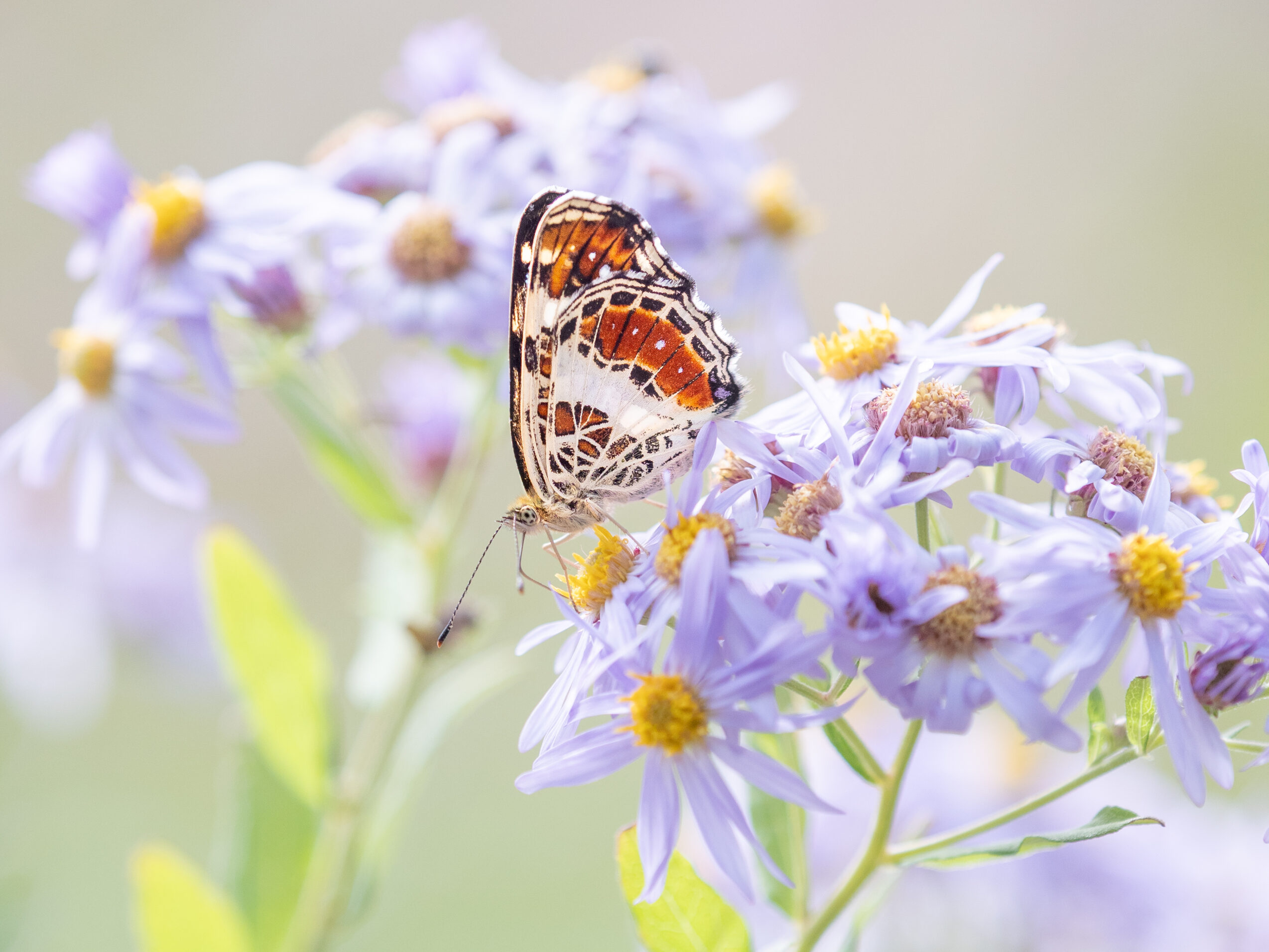 サカハチチョウ-Araschnia burejana