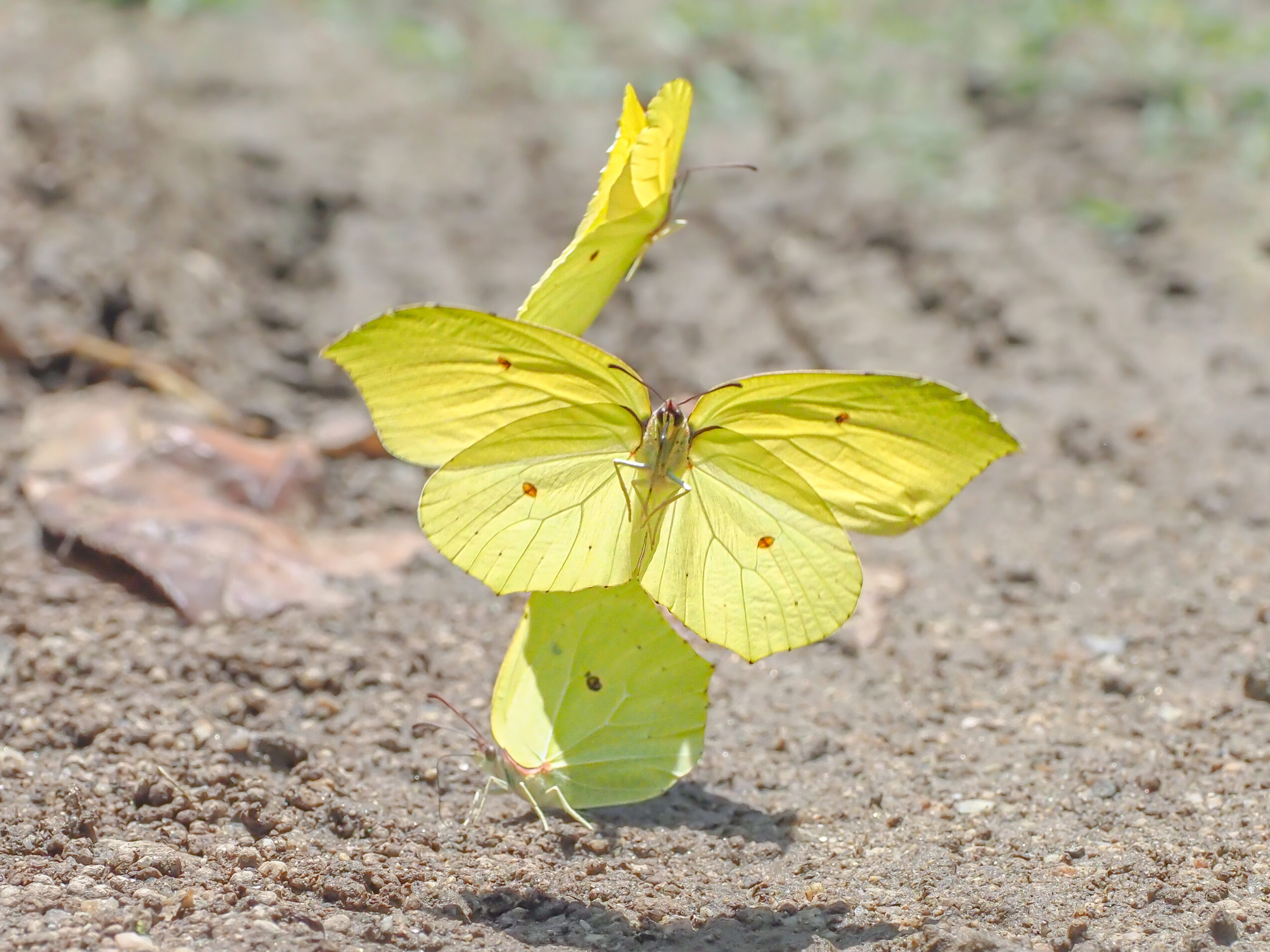 スジボソヤマキチョウ-gonepteryx-aspasia