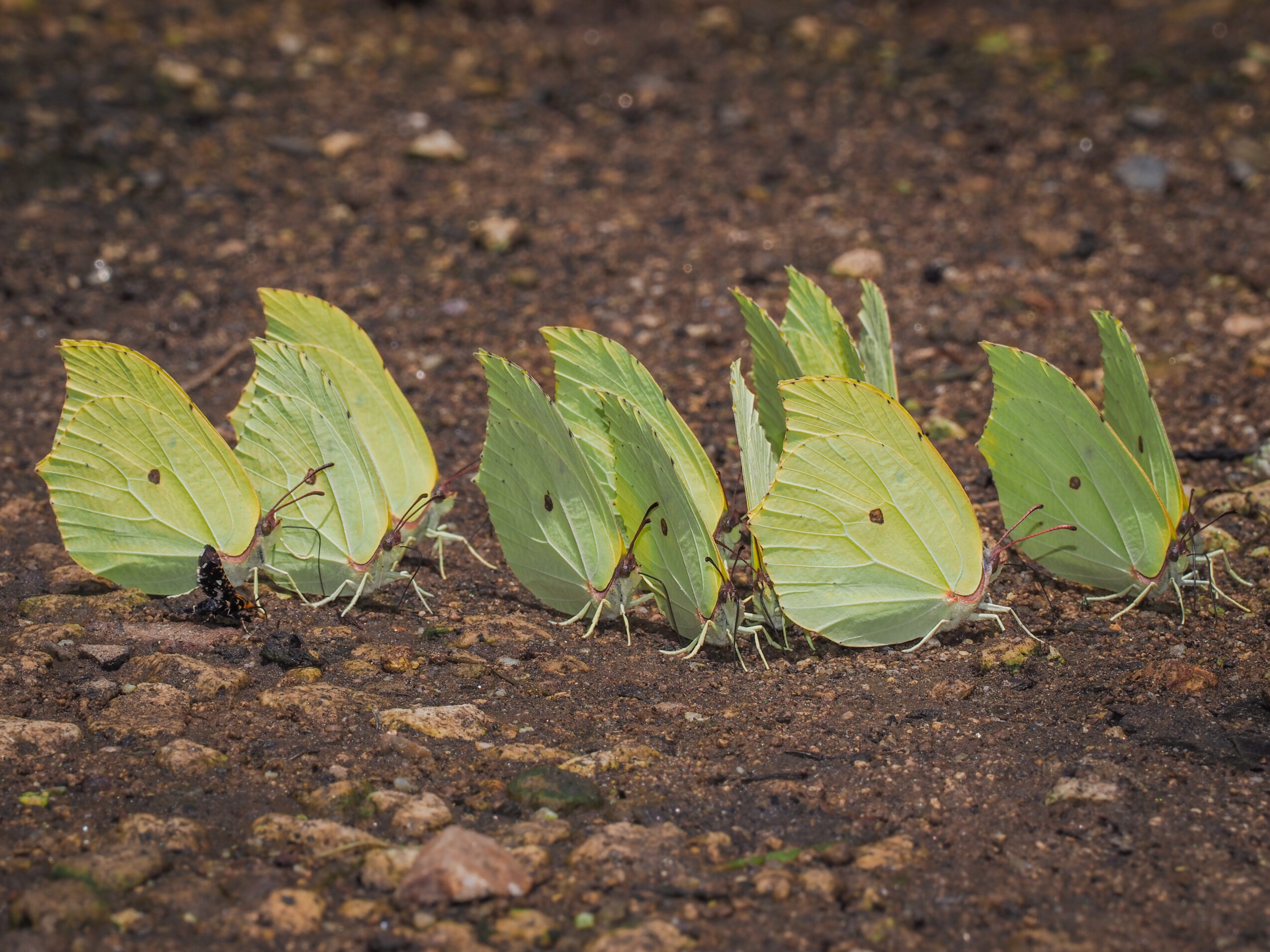 スジボソヤマキチョウ-gonepteryx-aspasia