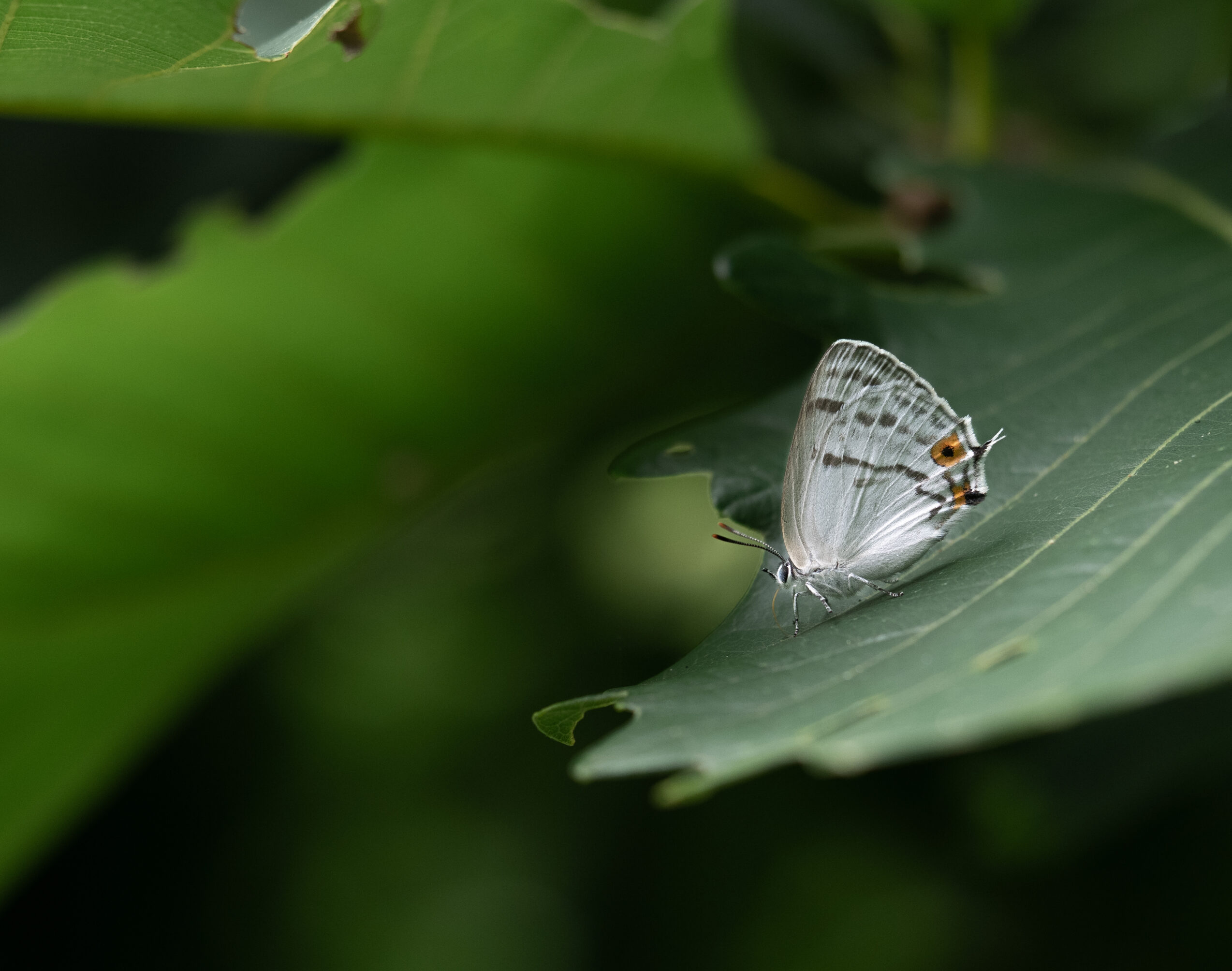 ウラジロミドリシジミ-Favonius saphirinus
