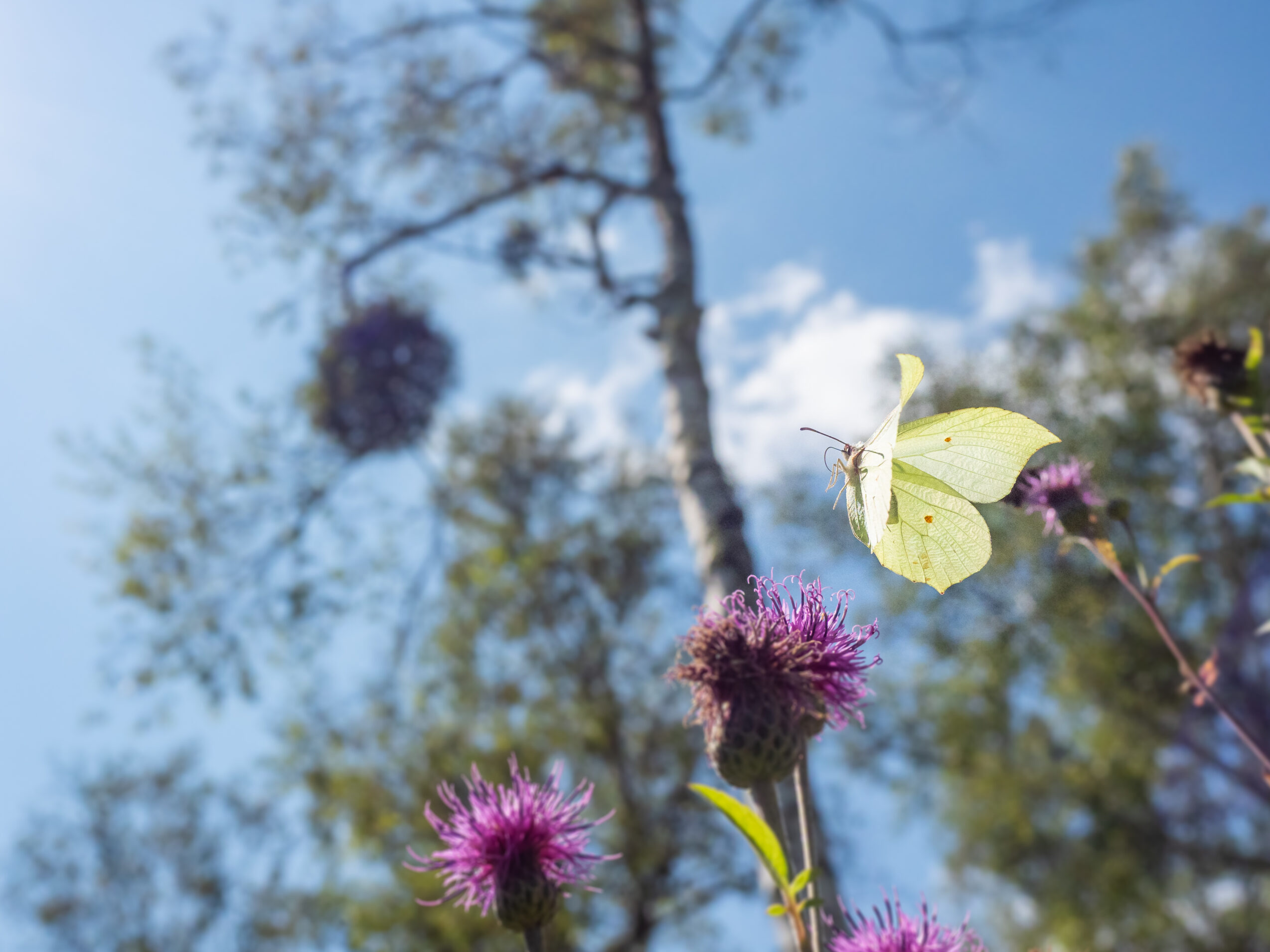 スジボソヤマキチョウ-gonepteryx-aspasia