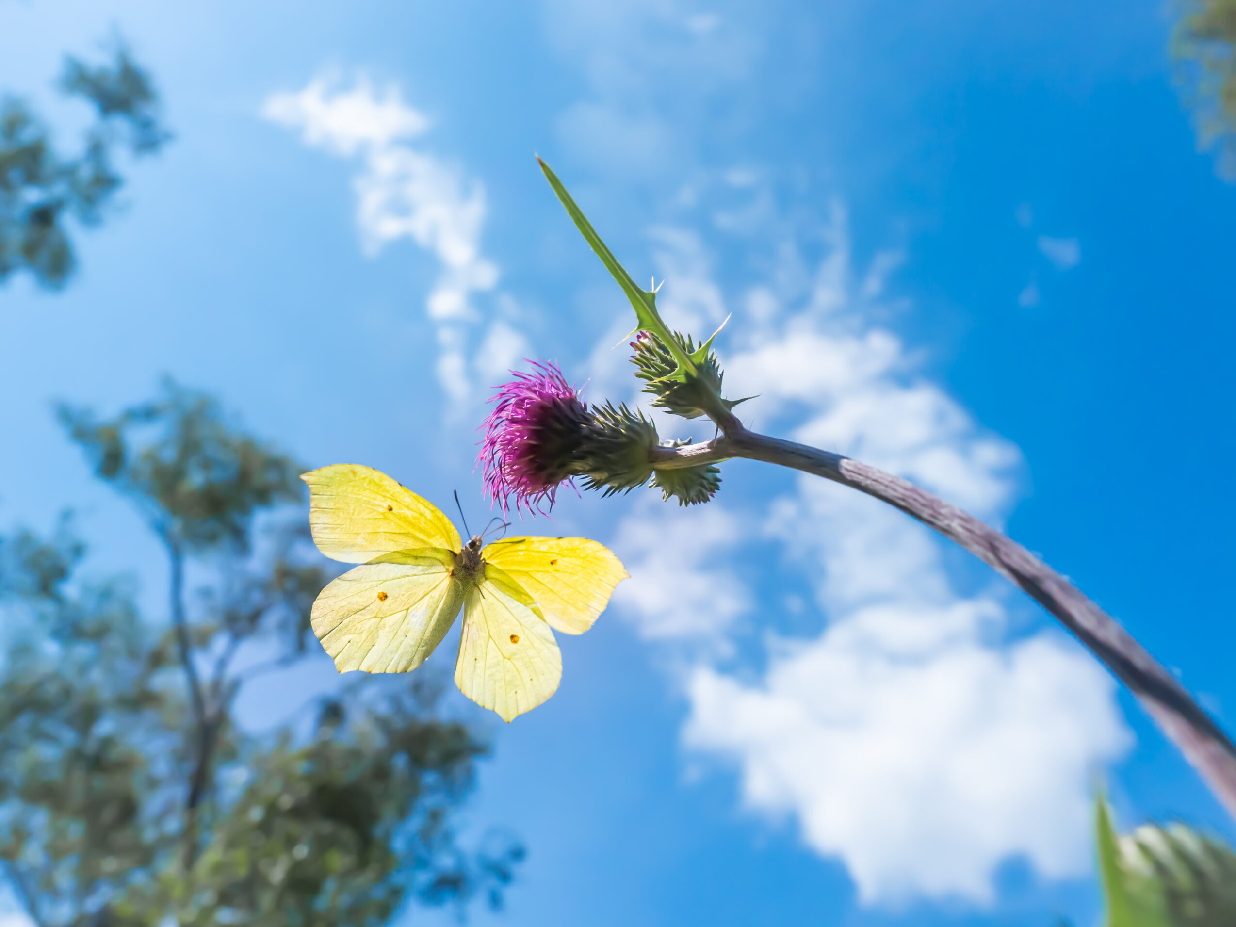 スジボソヤマキチョウ-gonepteryx-aspasia