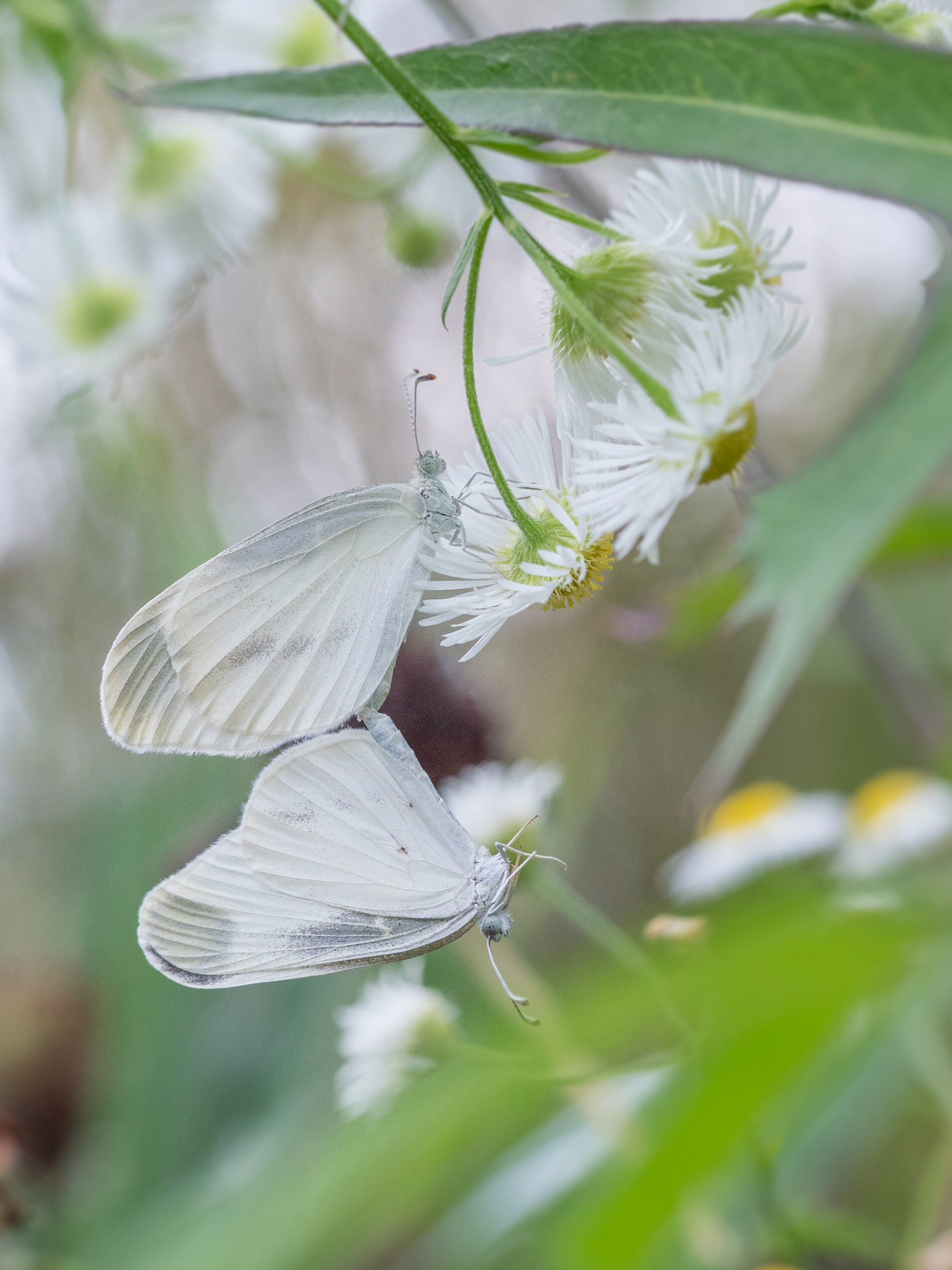 ヒメシロチョウ-Leptidea amurensis
