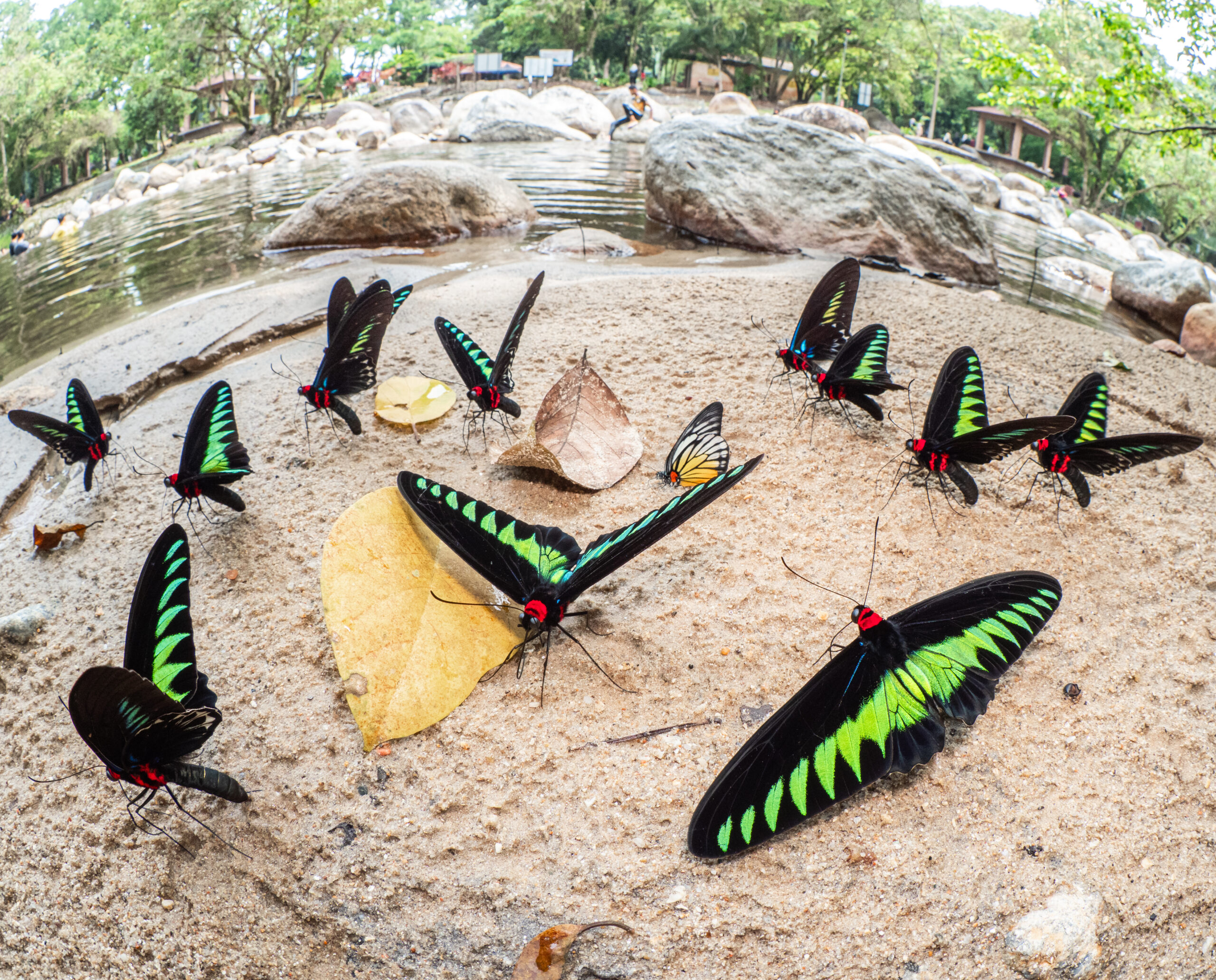 アカエリトリバネアゲハ-Trogonoptera brookiana