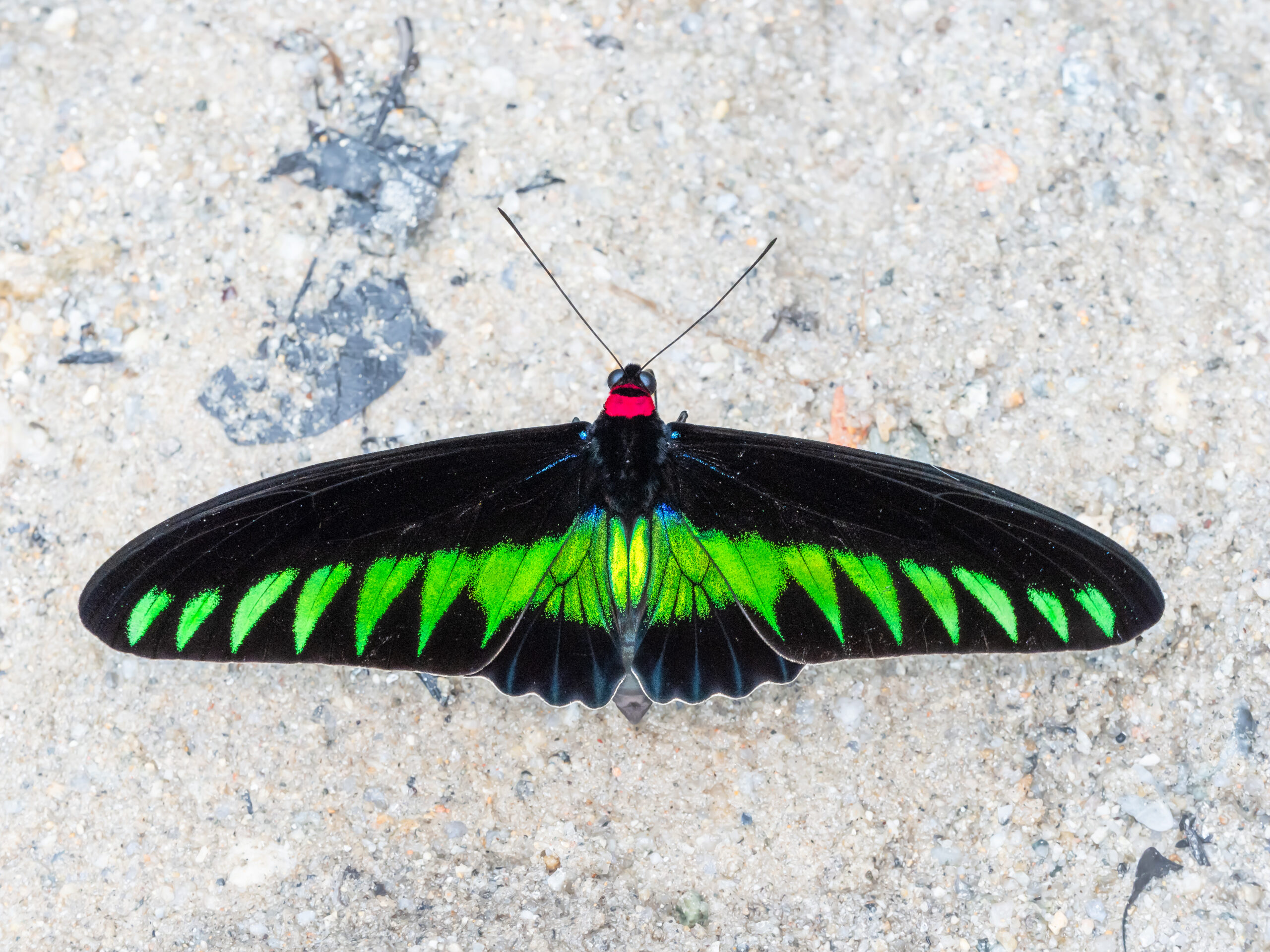 アカエリトリバネアゲハ-Trogonoptera brookiana