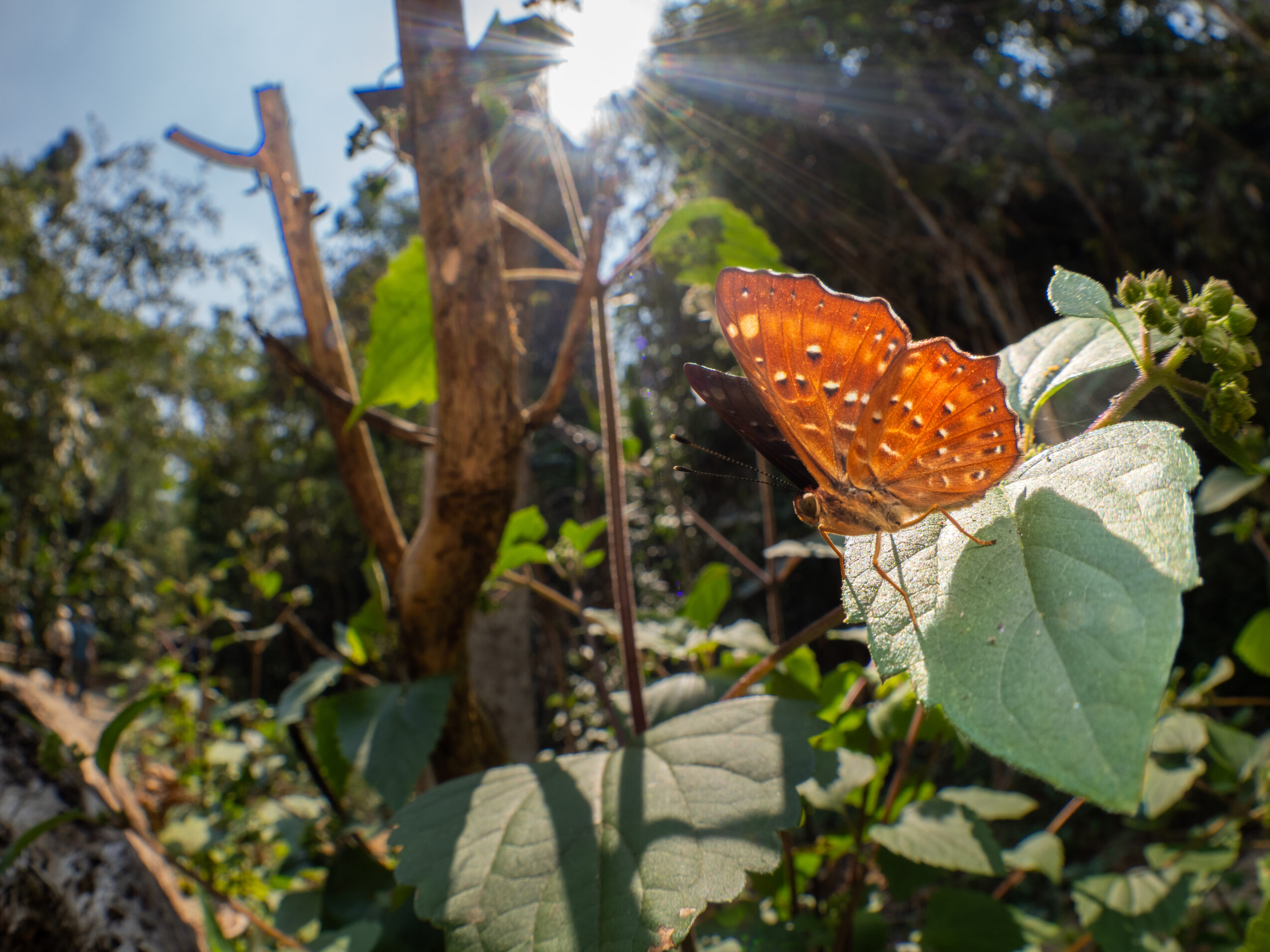 ホシシジミタテハ-Zemeros flegyas