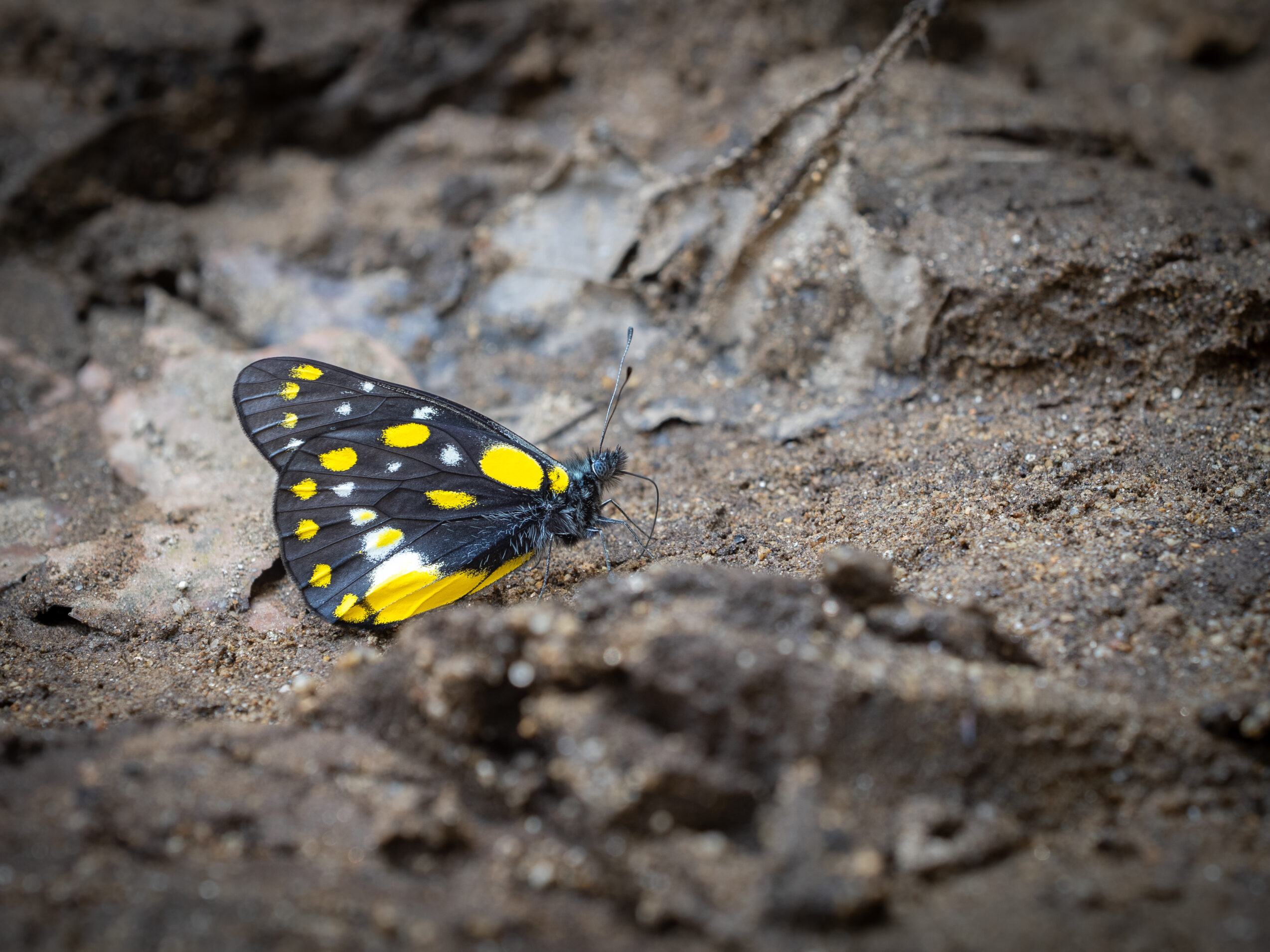 ベラドンナカザリシロチョウ-Delias belladonna