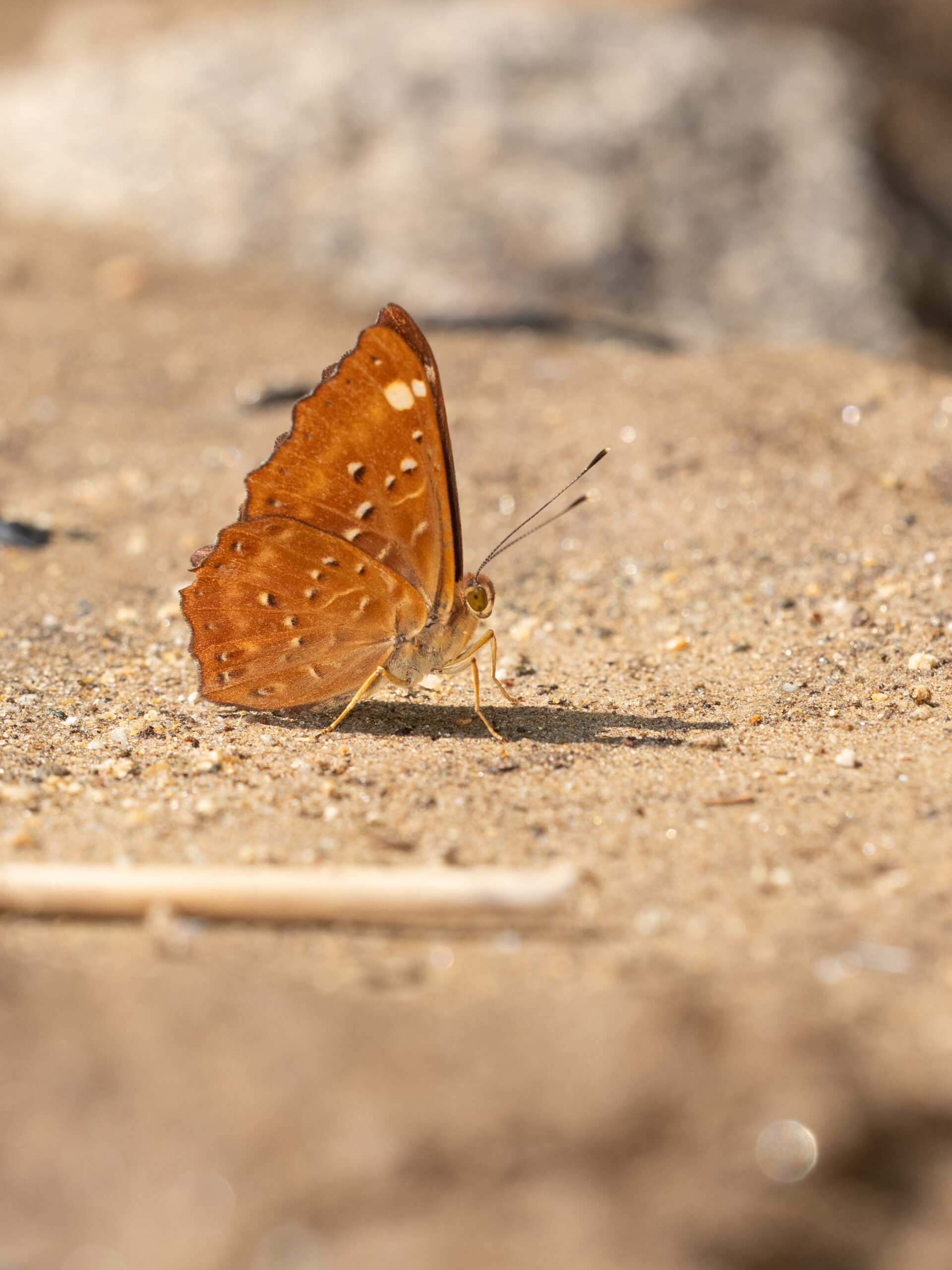 ホシシジミタテハ-Zemeros flegyas