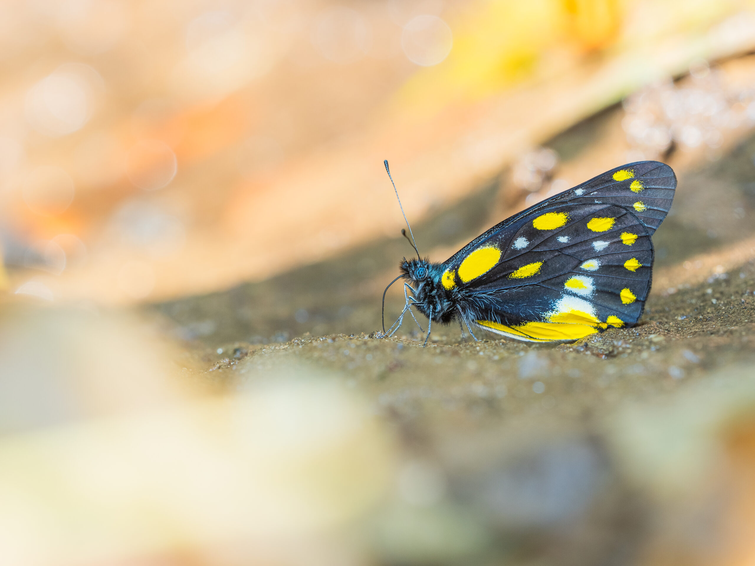 ベラドンナカザリシロチョウ-Delias belladonna