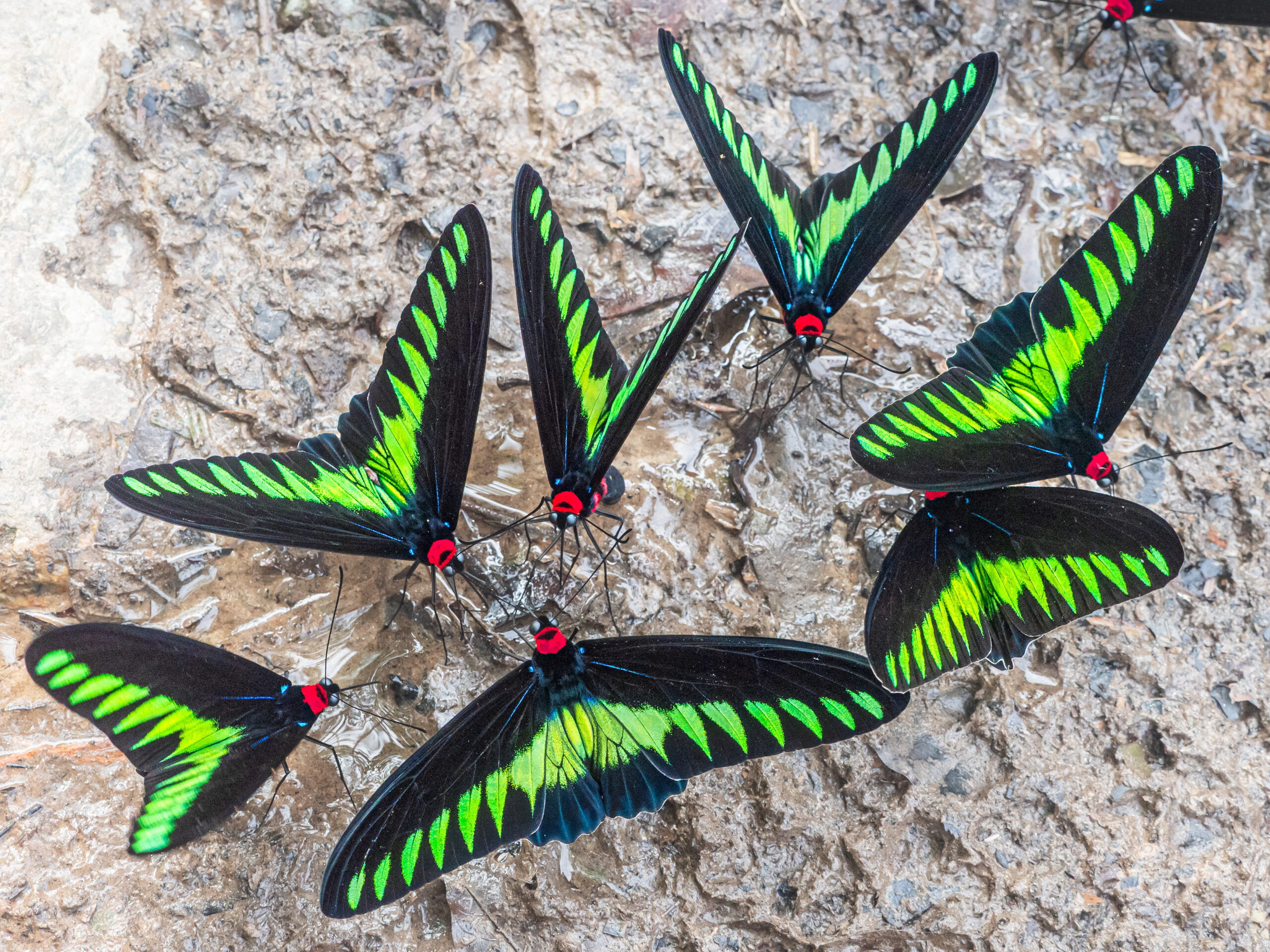 アカエリトリバネアゲハ-Trogonoptera brookiana