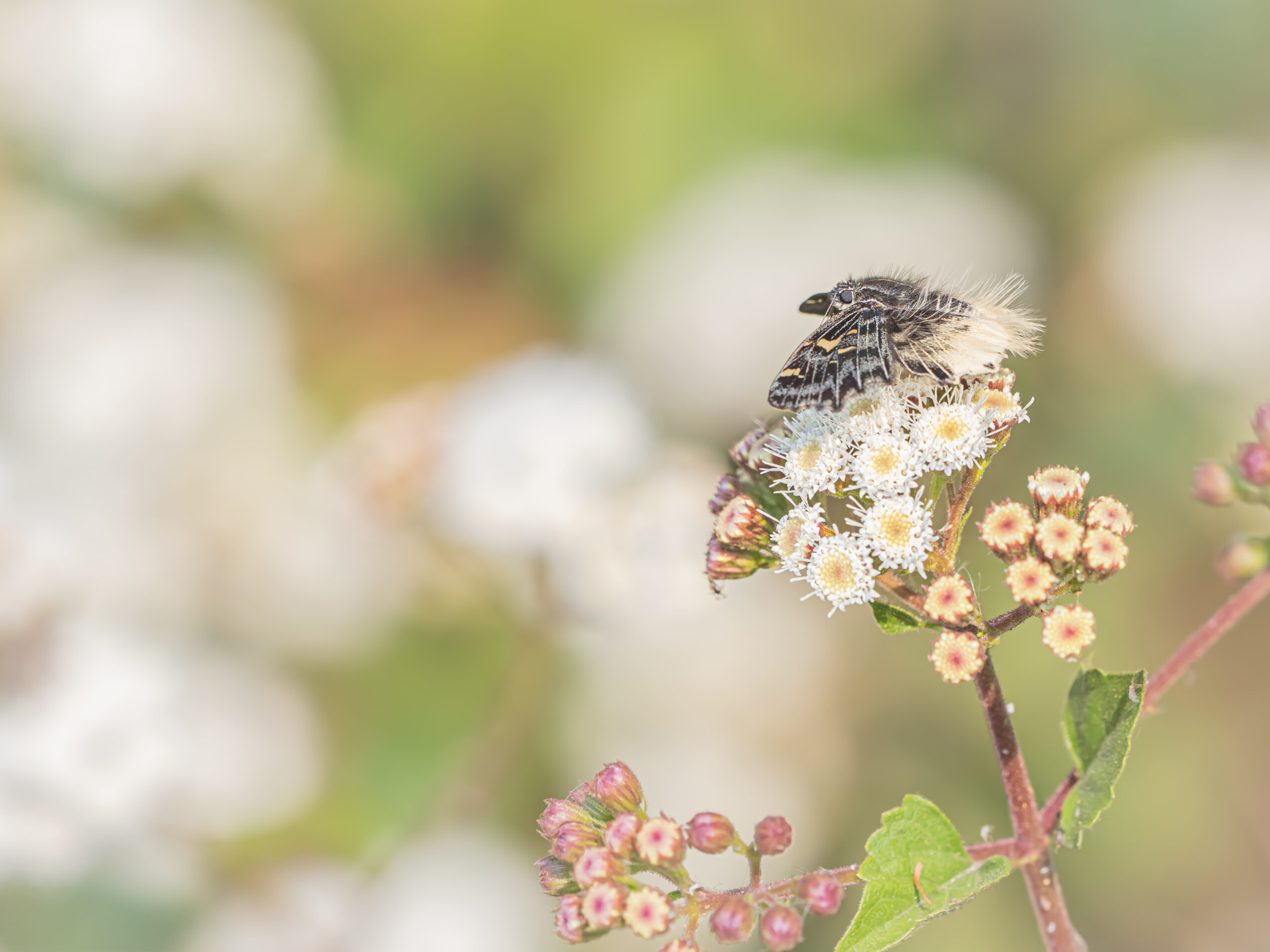 ケブカニセシロシタセセリ-Darpa hanria