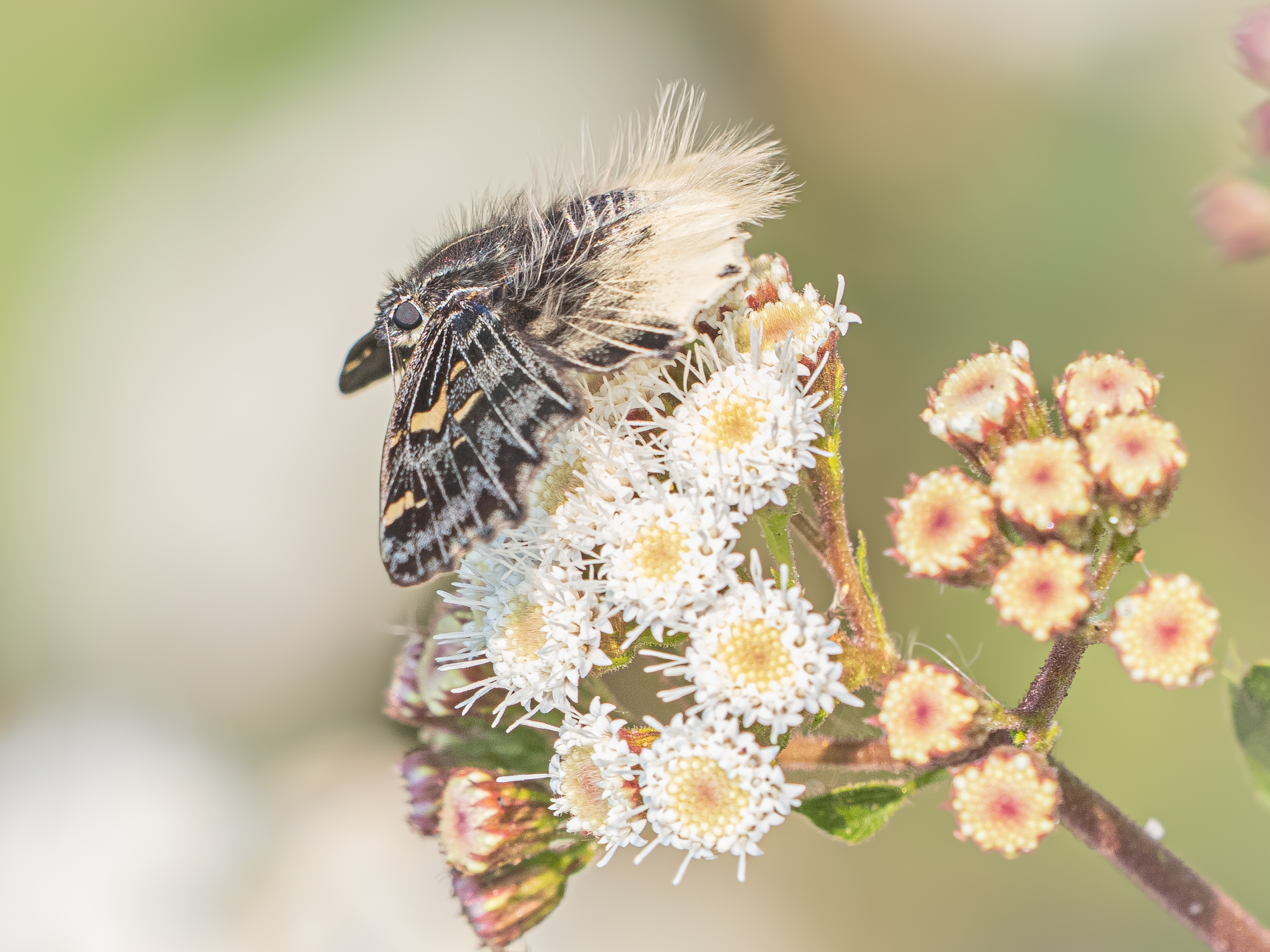 ケブカニセシロシタセセリ-Darpa hanria