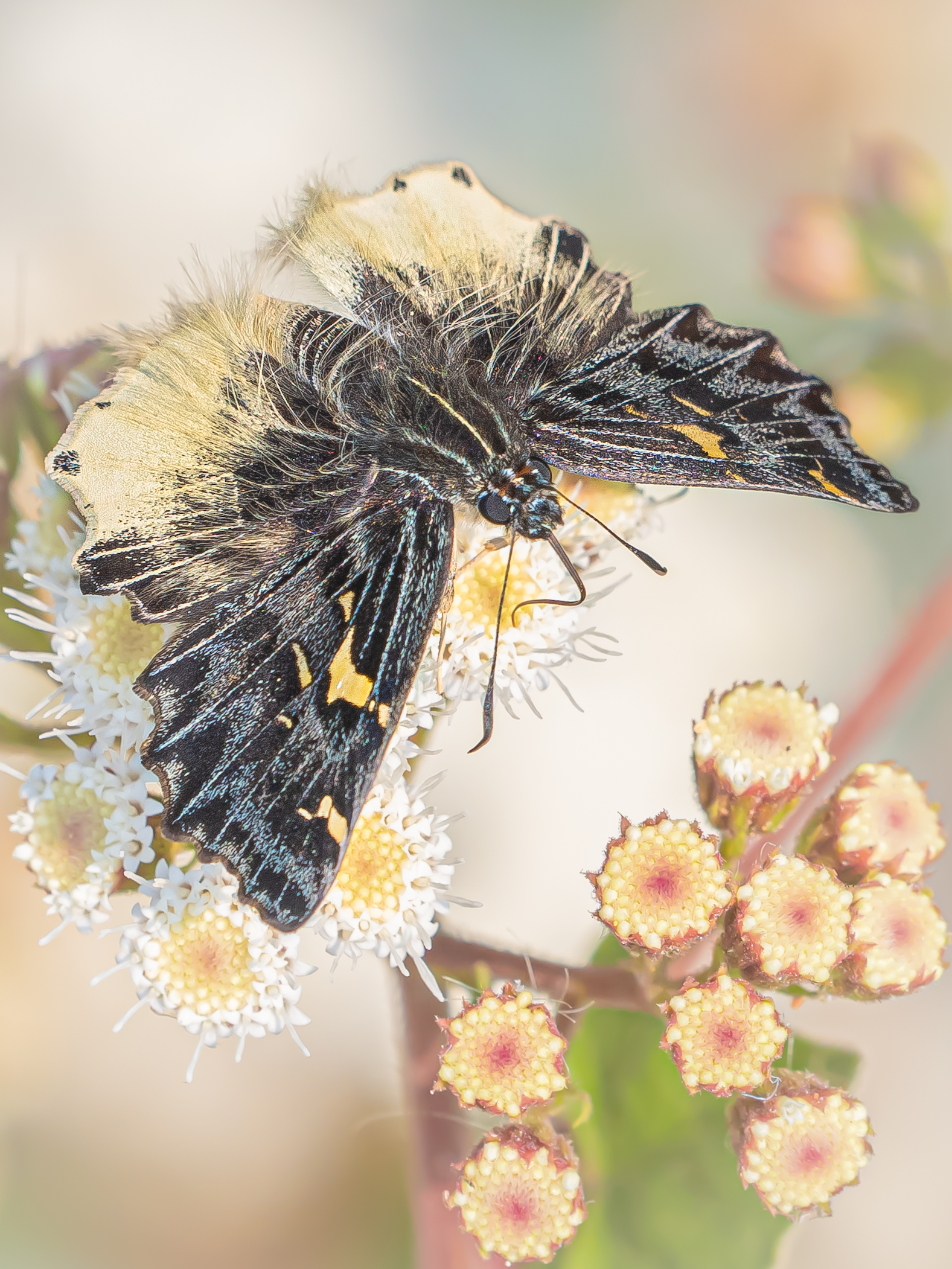 ケブカニセシロシタセセリ-Darpa hanria