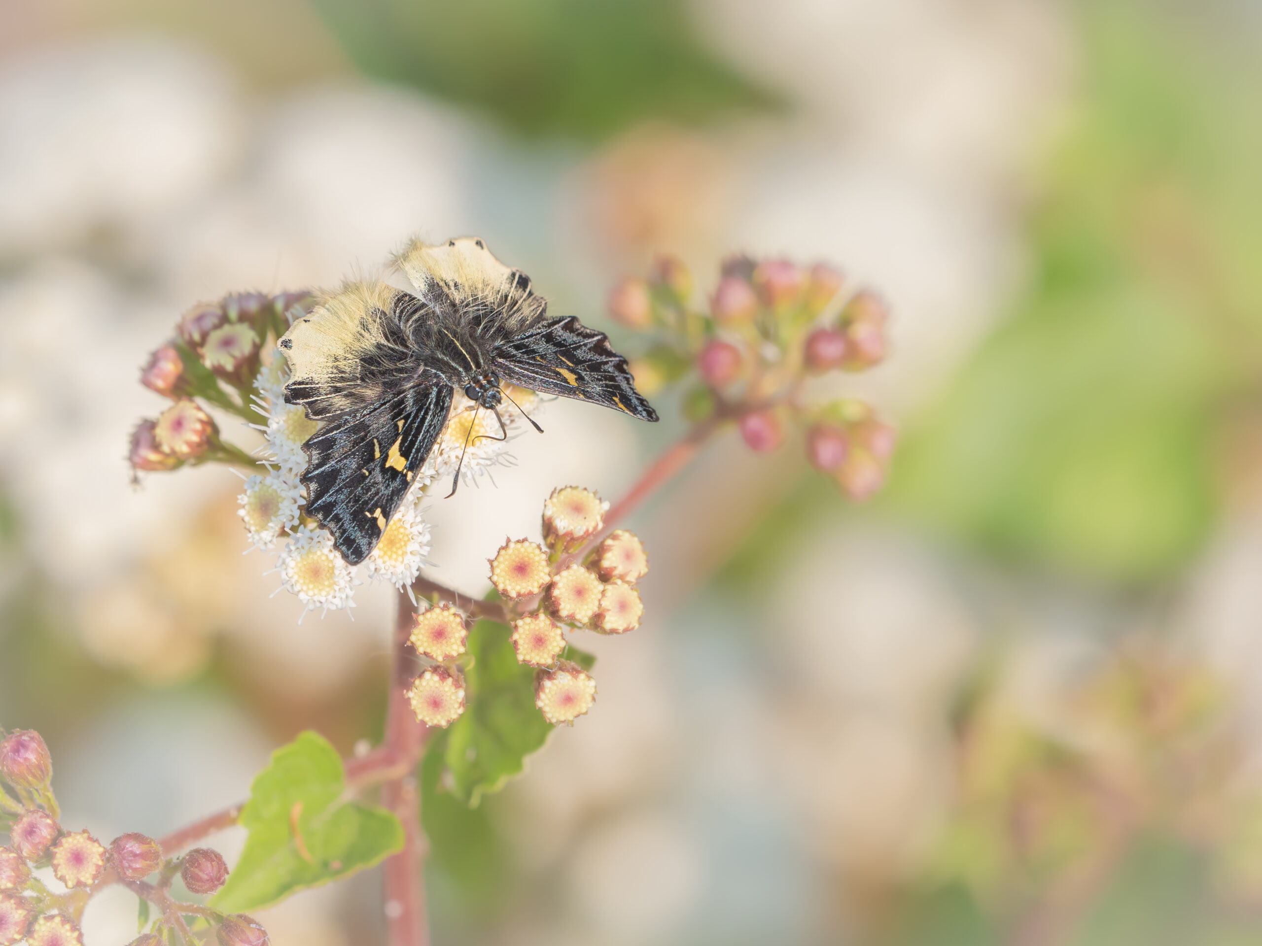 ケブカニセシロシタセセリ-Darpa hanria