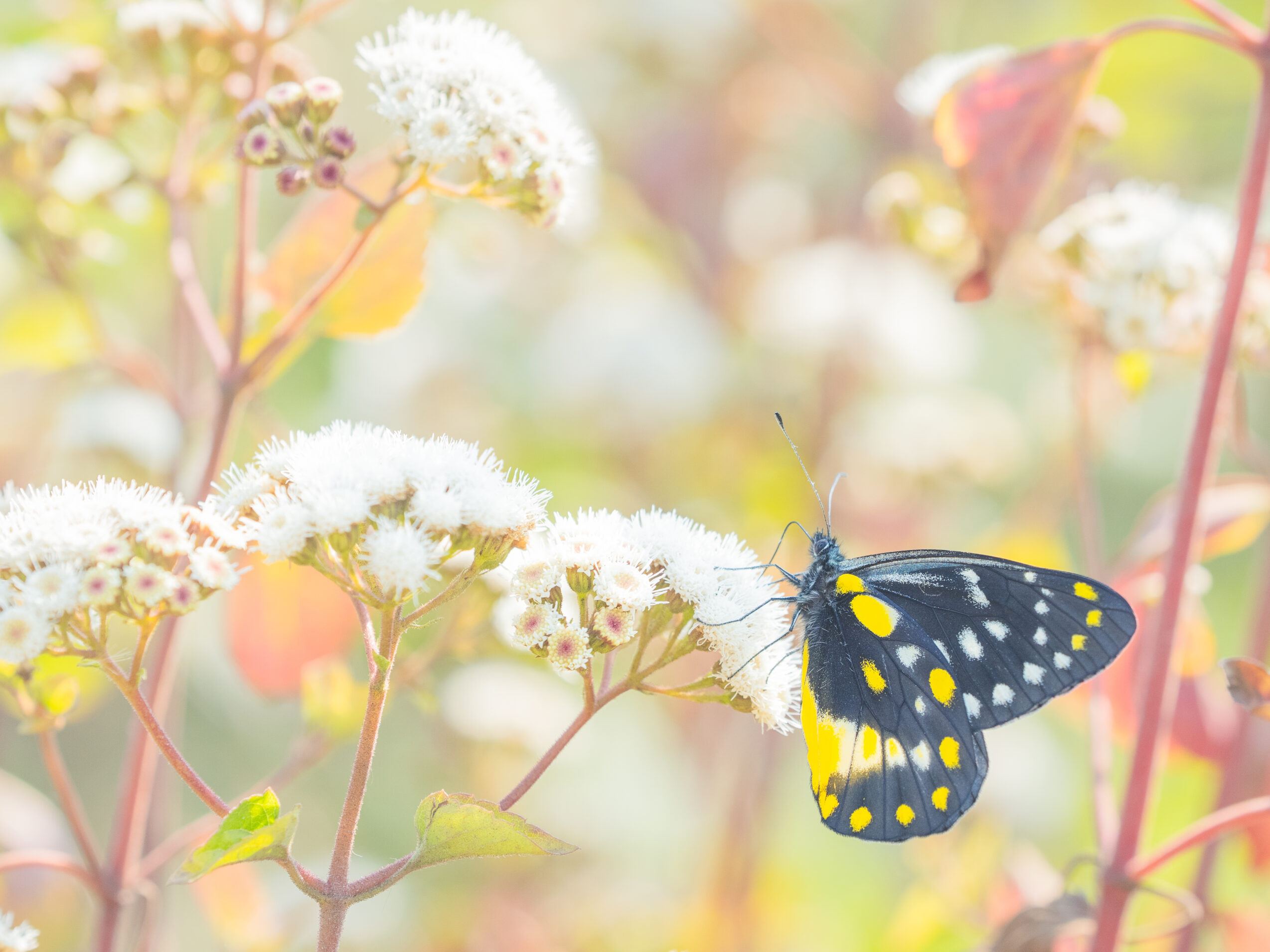 ベラドンナカザリシロチョウ-Delias belladonna