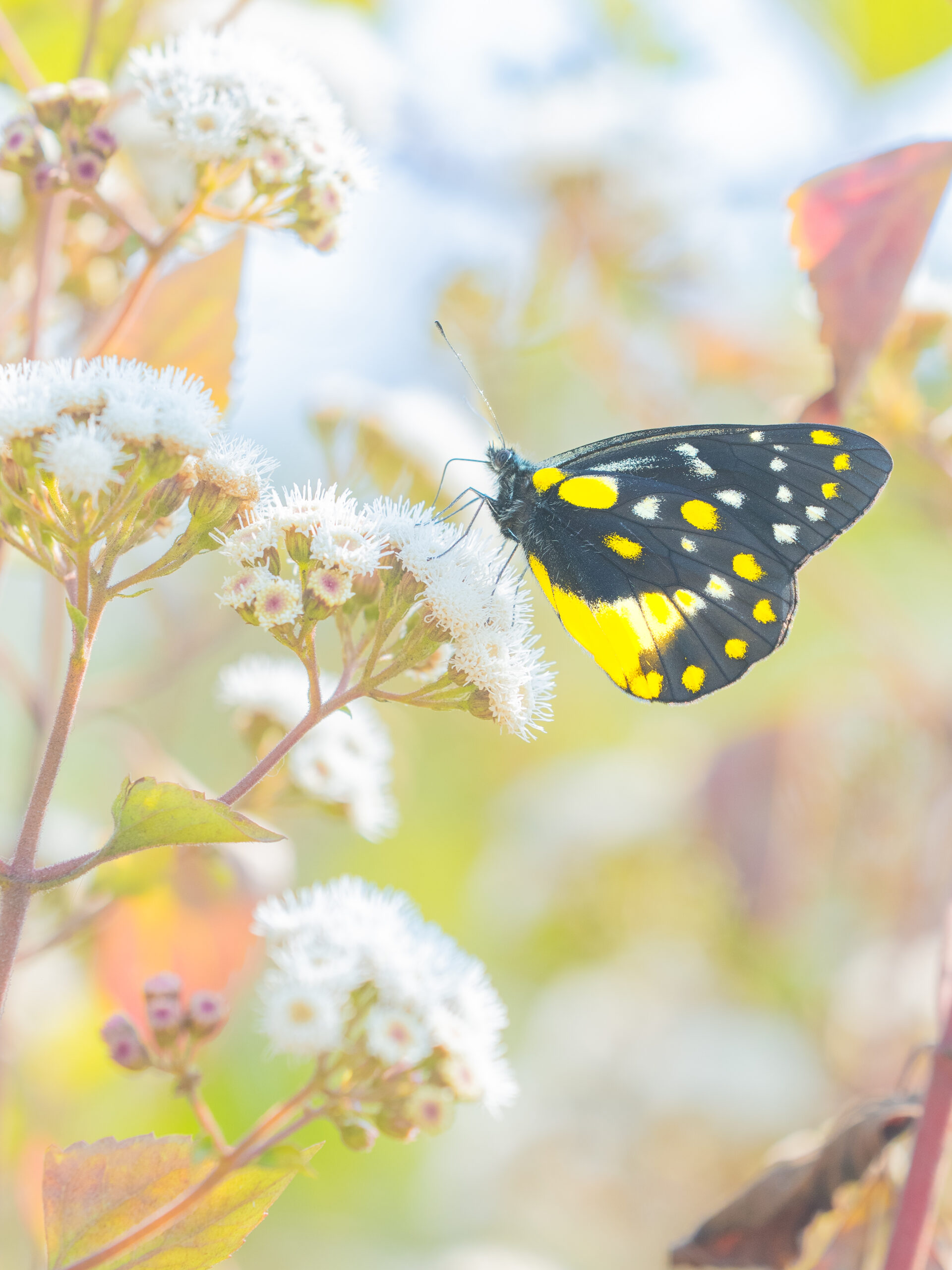 ベラドンナカザリシロチョウ-Delias belladonna