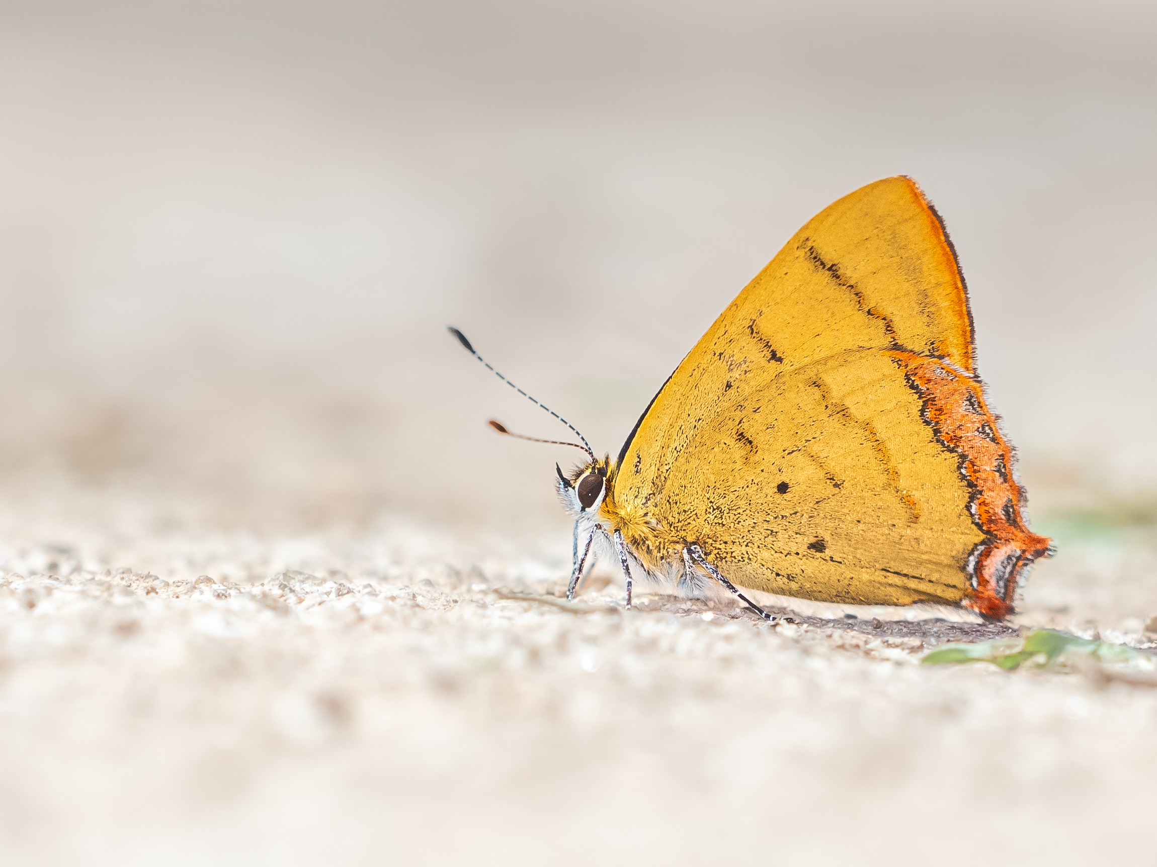 キンイロウラフチベニシジミ-Heliophorus brahma