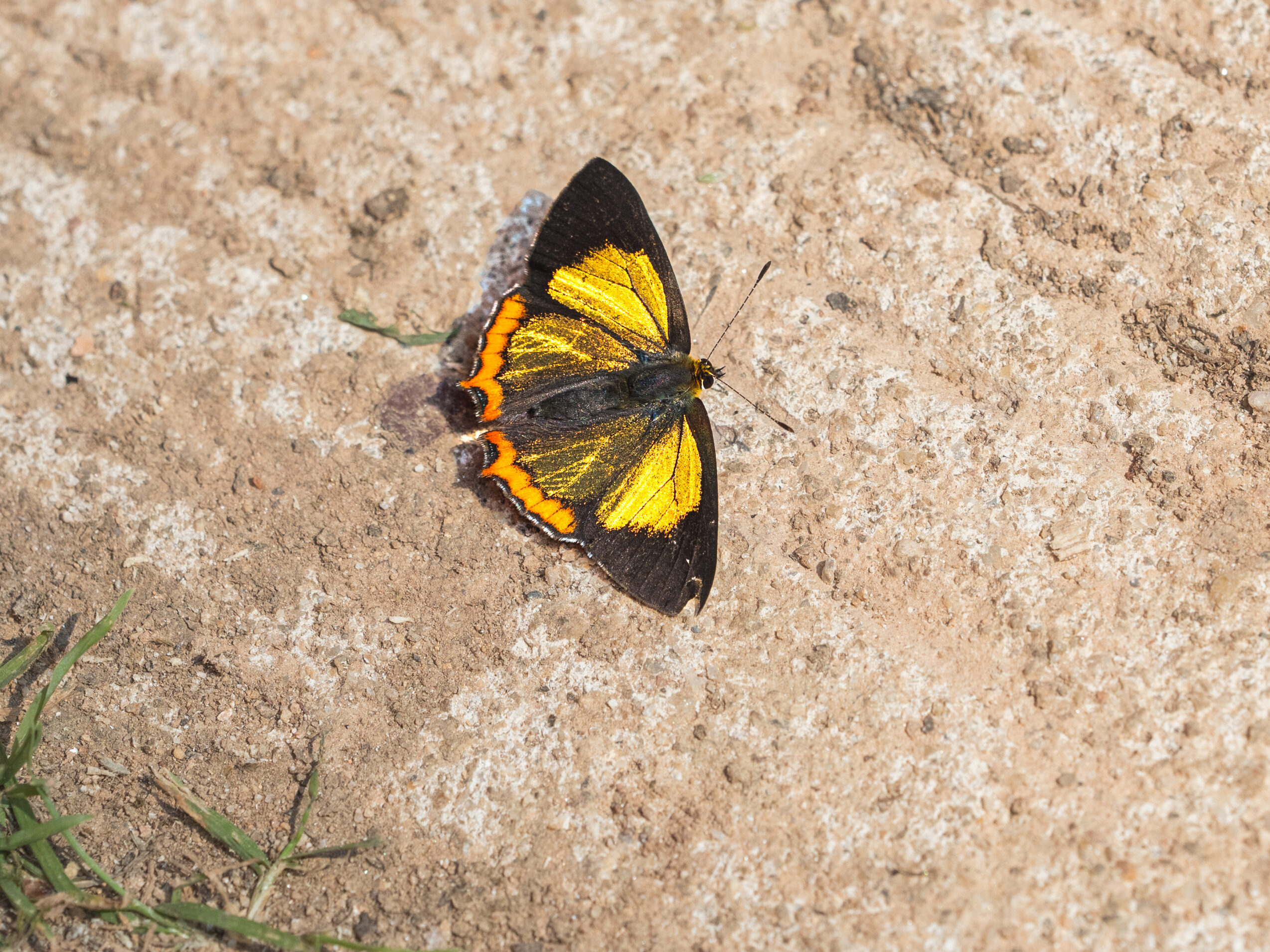 キンイロウラフチベニシジミ-Heliophorus brahma