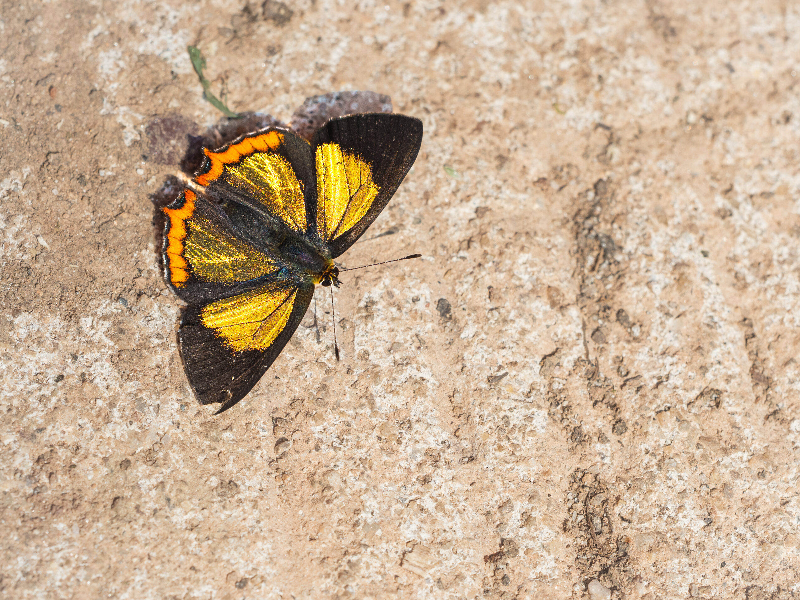 キンイロウラフチベニシジミ-Heliophorus brahma