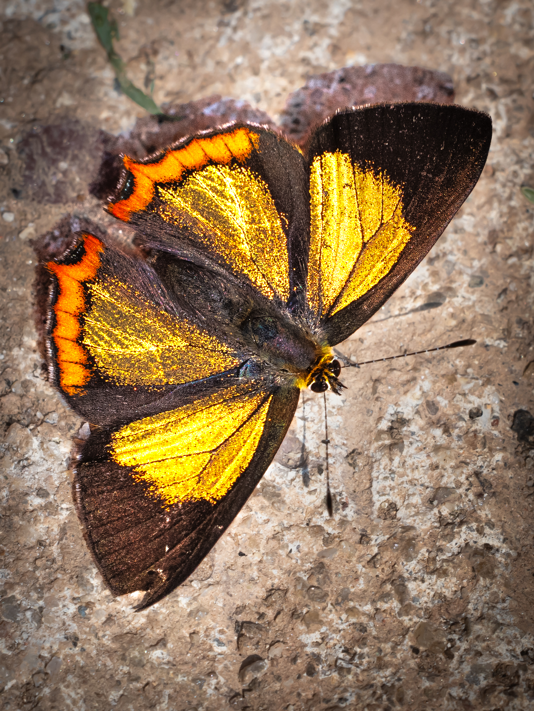 キンイロウラフチベニシジミ-Heliophorus brahma