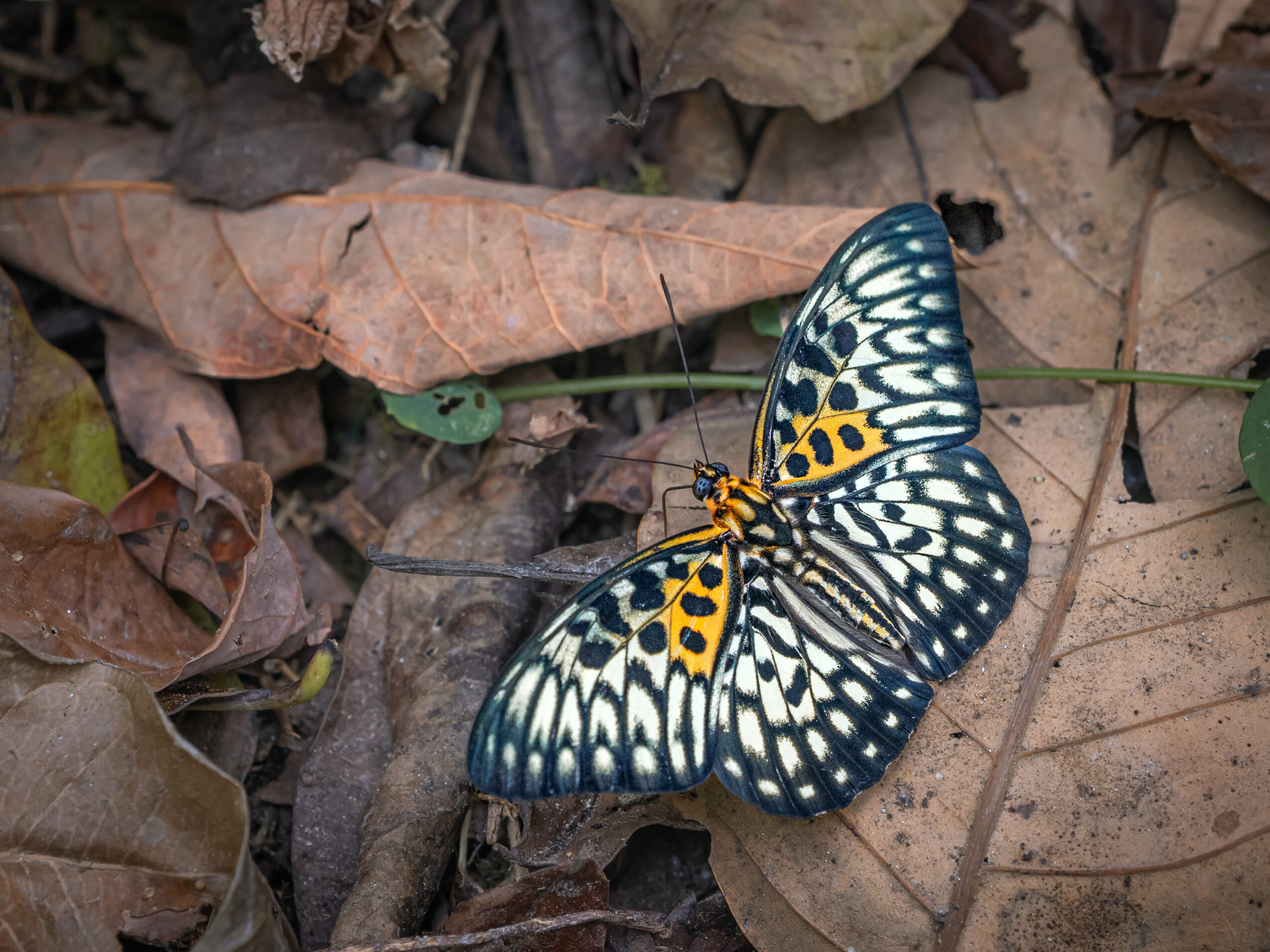 テンジクゴマダラ-Neurosigma siva