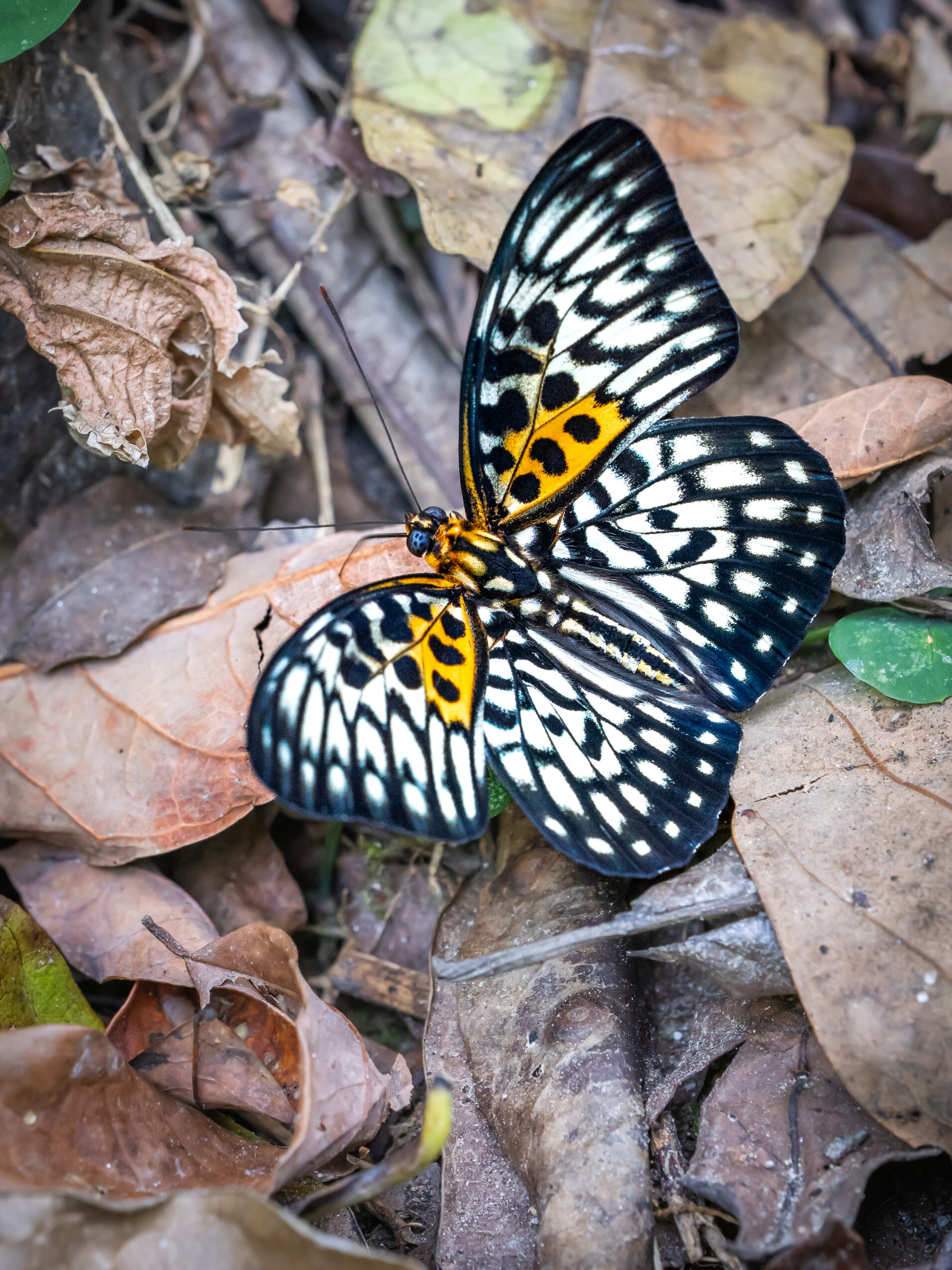 テンジクゴマダラ-Neurosigma siva