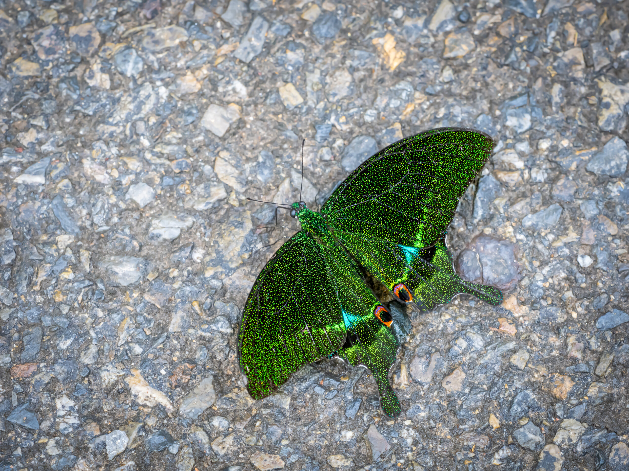 ルリモンアゲハ-Papilio paris