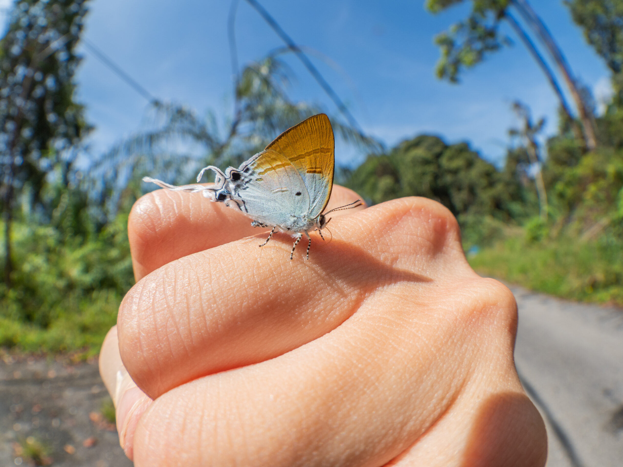 スソビキフタオルリシジミ-Hypolycaena amasa